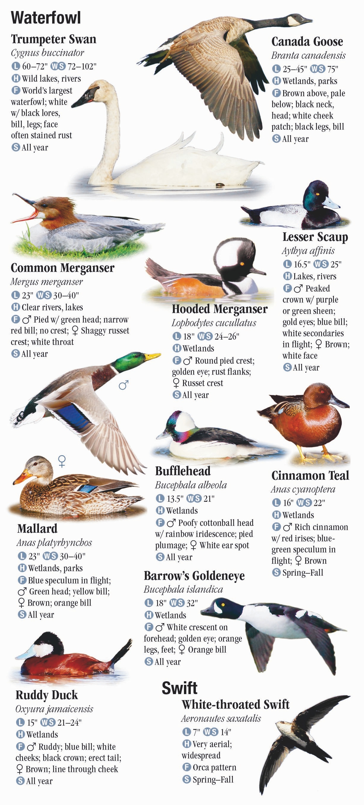 Birds of the Northern Rocky Mountains – Quick Reference Publishing Retail