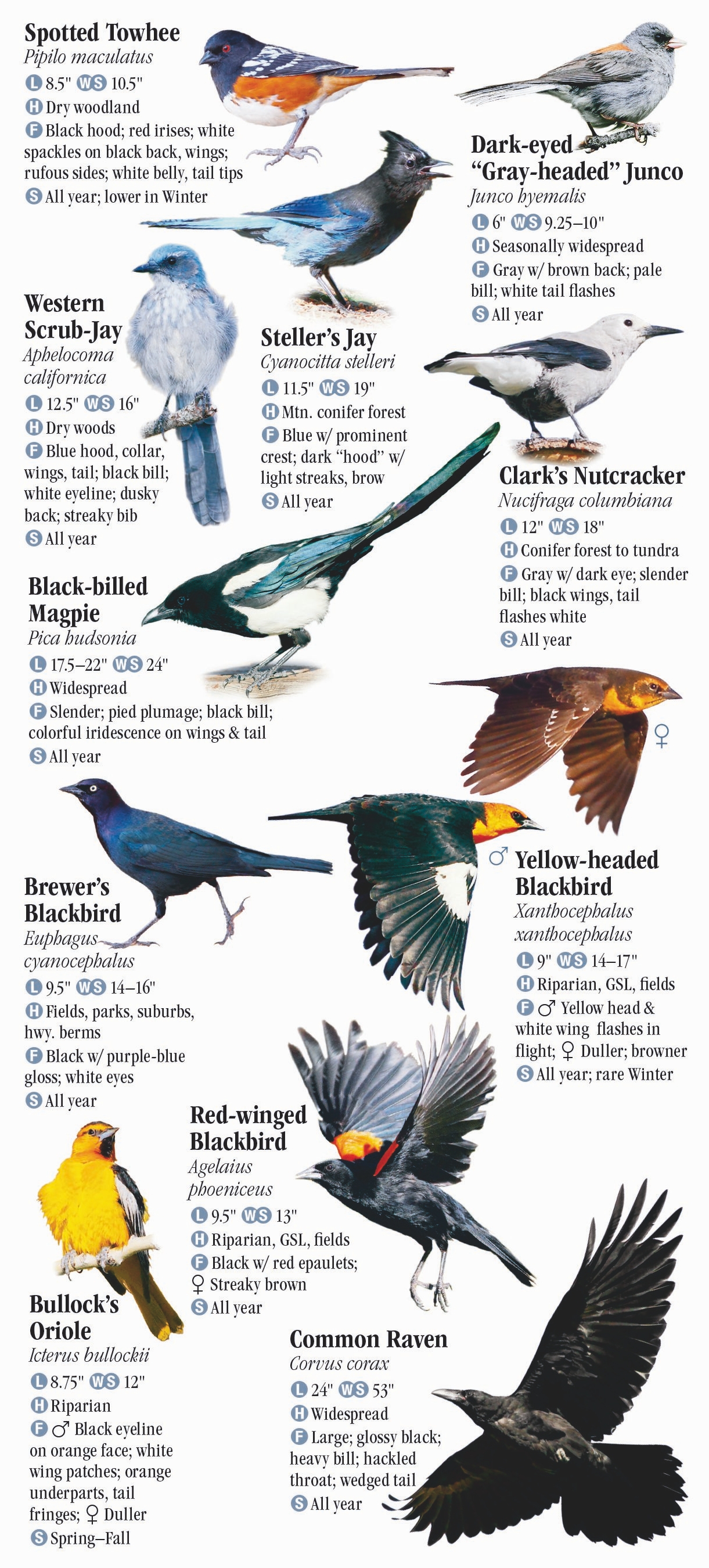 Birds of Utah – Quick Reference Publishing Retail