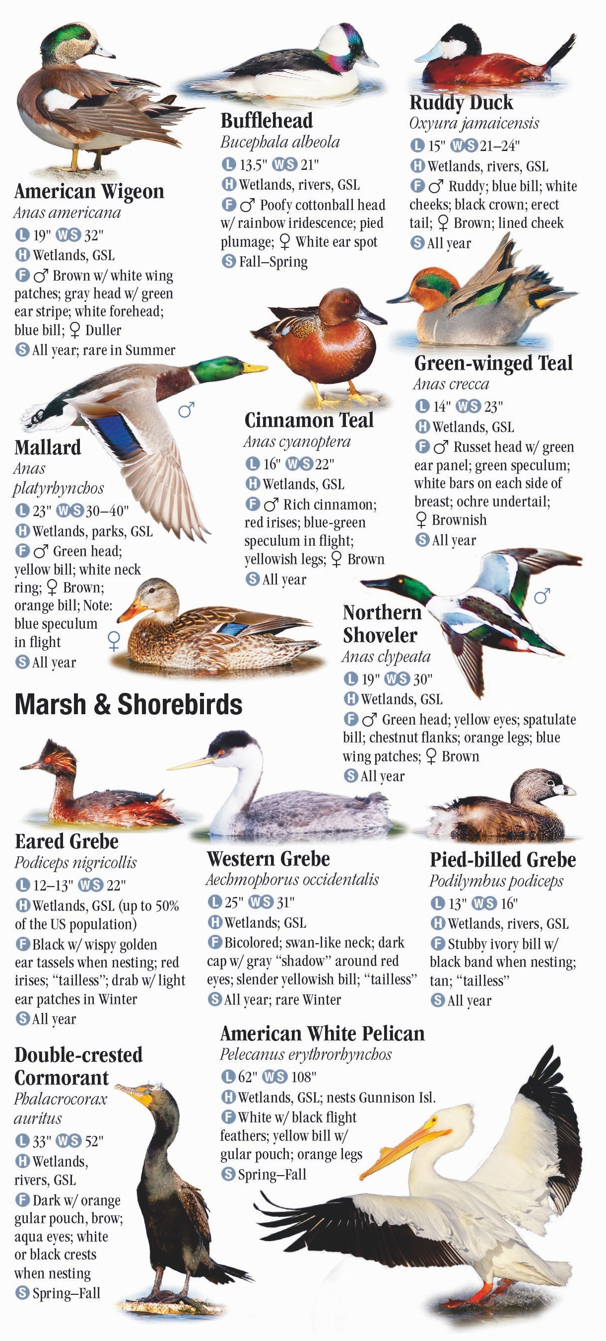 Birds of Utah – Quick Reference Publishing Retail