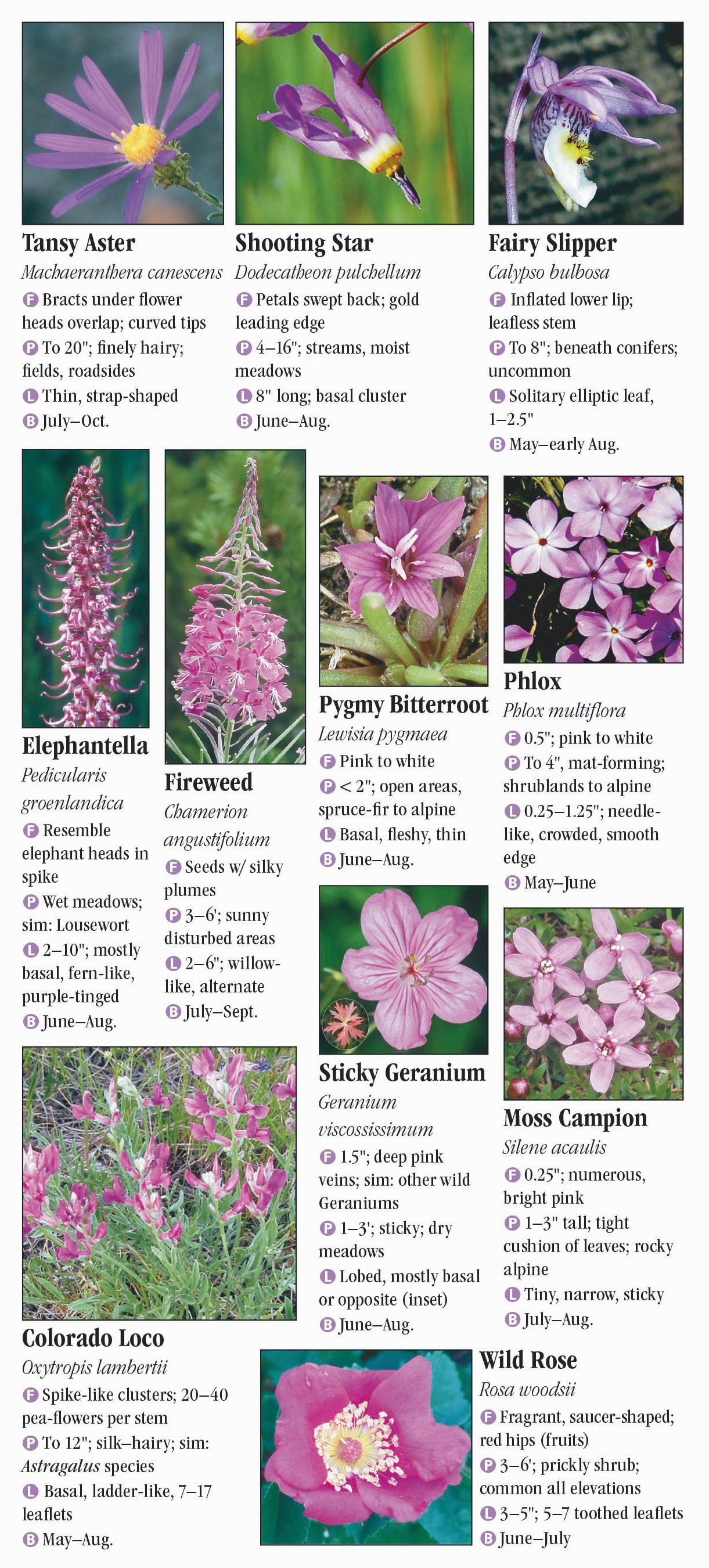 Wildflowers of the Southern Rocky Mountains – Quick Reference ...