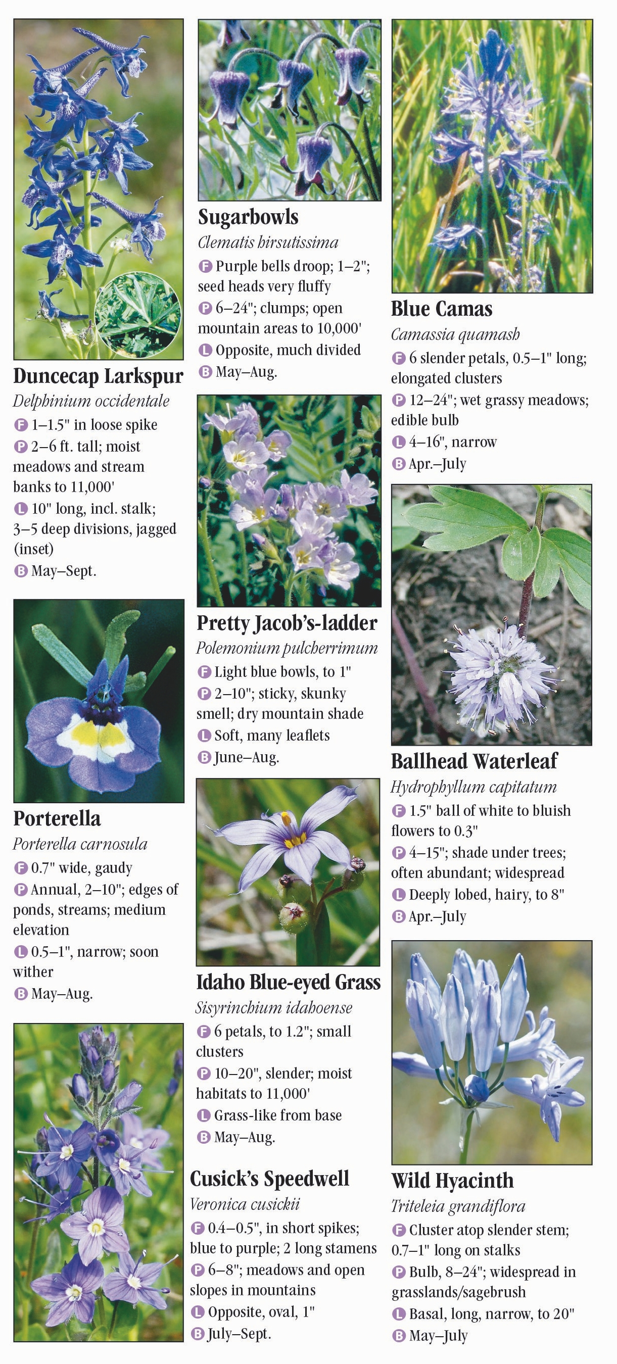 Wildflowers of the Northern Rocky Mountains – Quick Reference ...