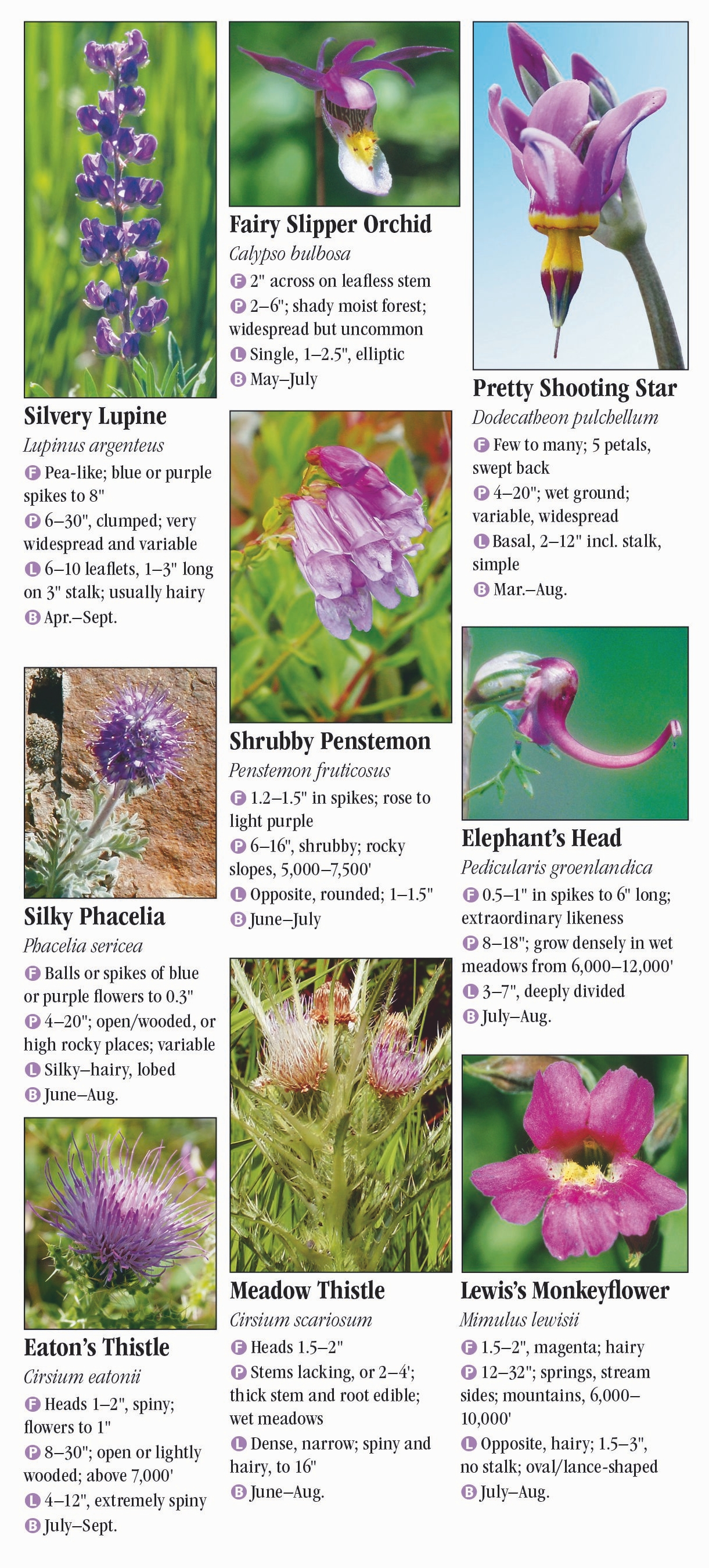 wildflowers-of-the-northern-rocky-mountains-quick-reference-publishing-retail