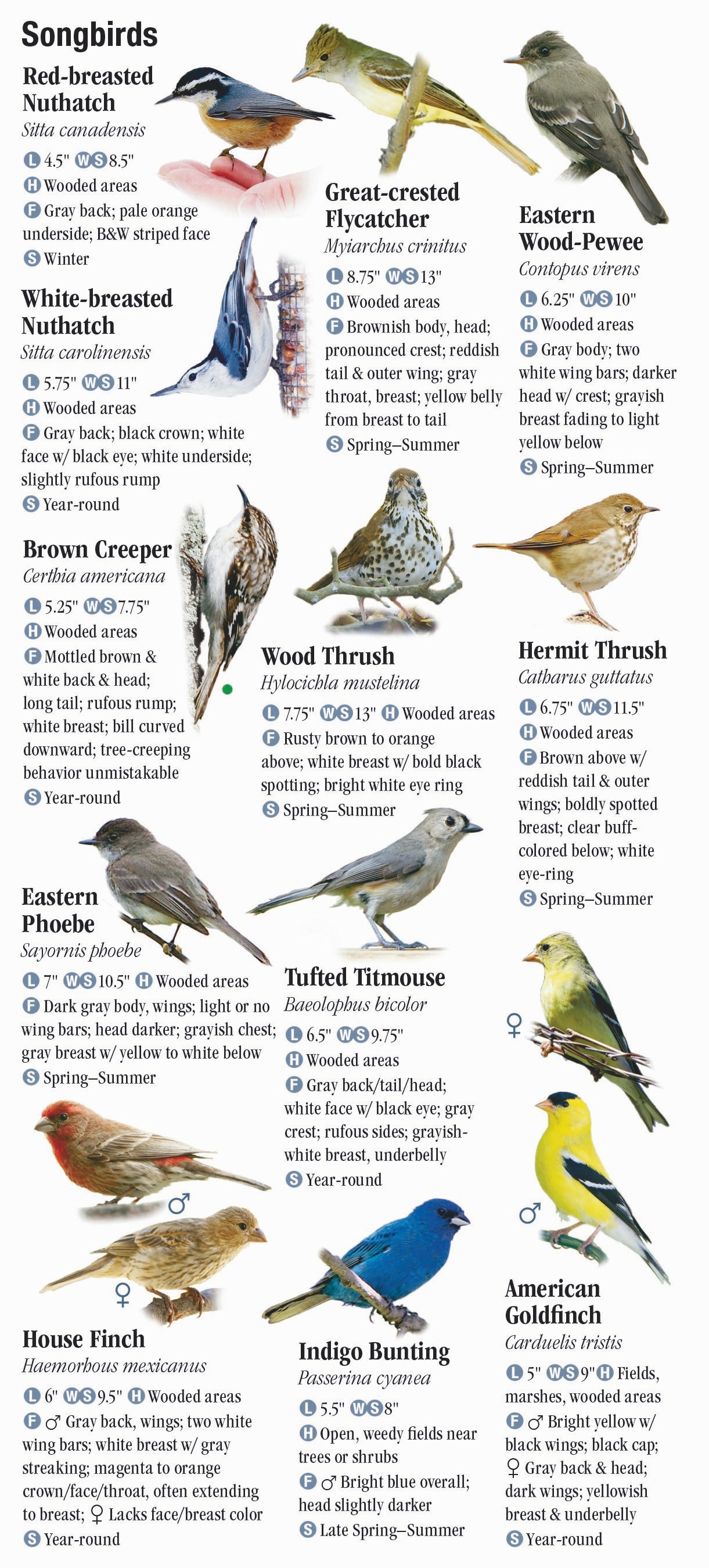 Birds of New York City, including Central Park and Long Island – Quick ...