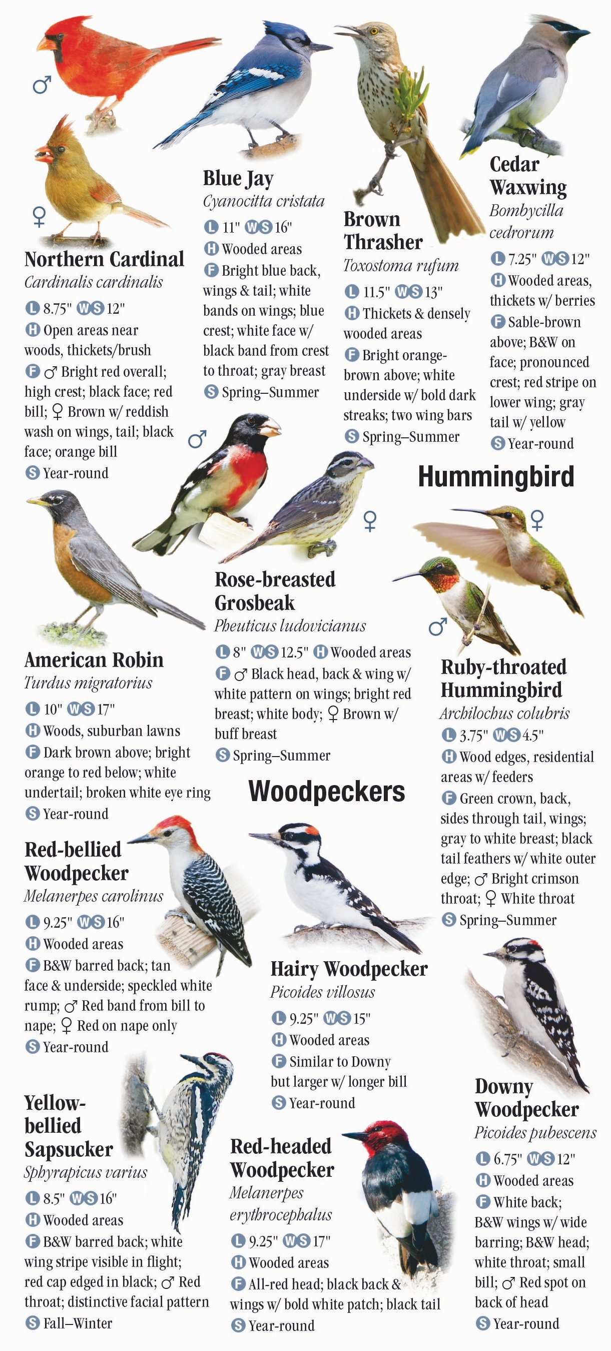 birds-of-new-york-city-including-central-park-and-long-island-quick