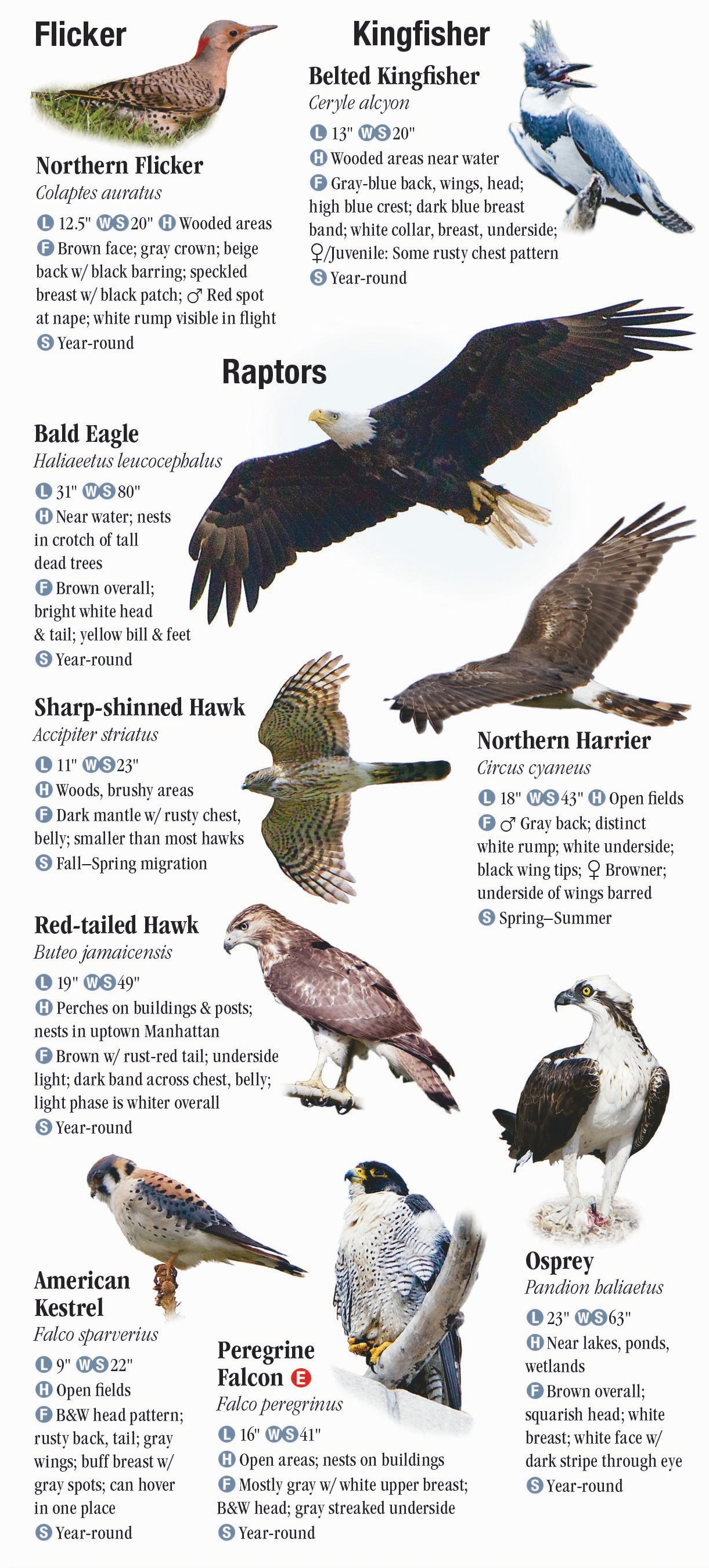 Birds of New York City, including Central Park and Long Island – Quick ...