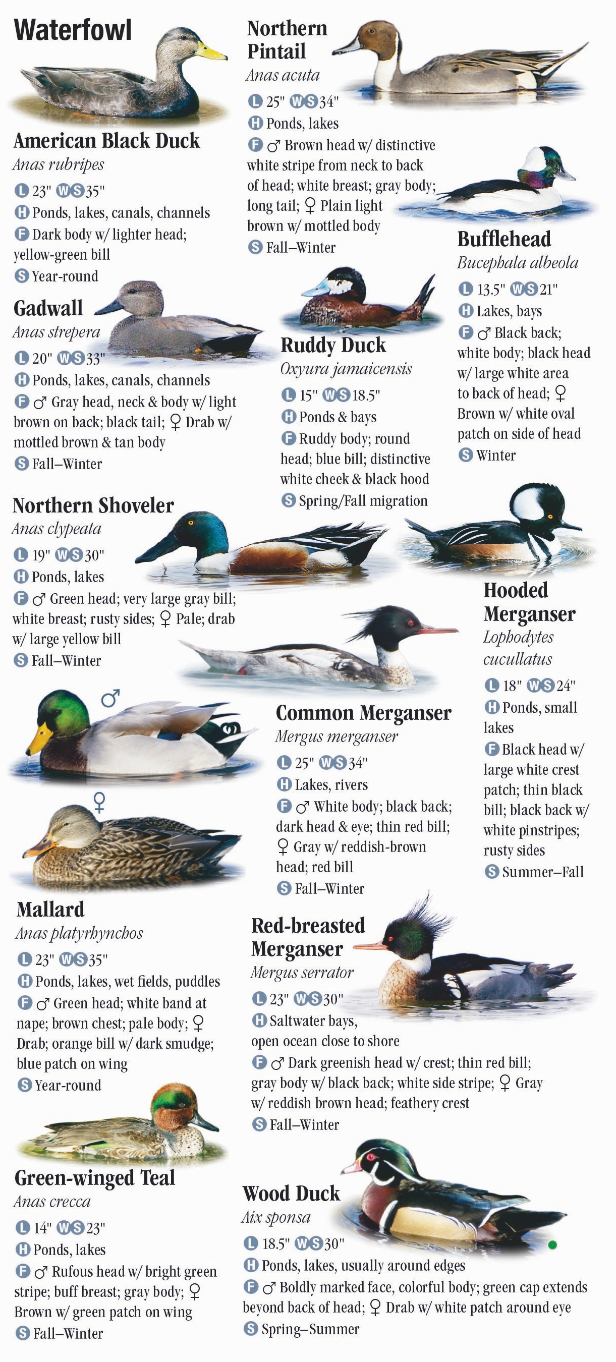 Birds of New York City, including Central Park and Long Island – Quick ...