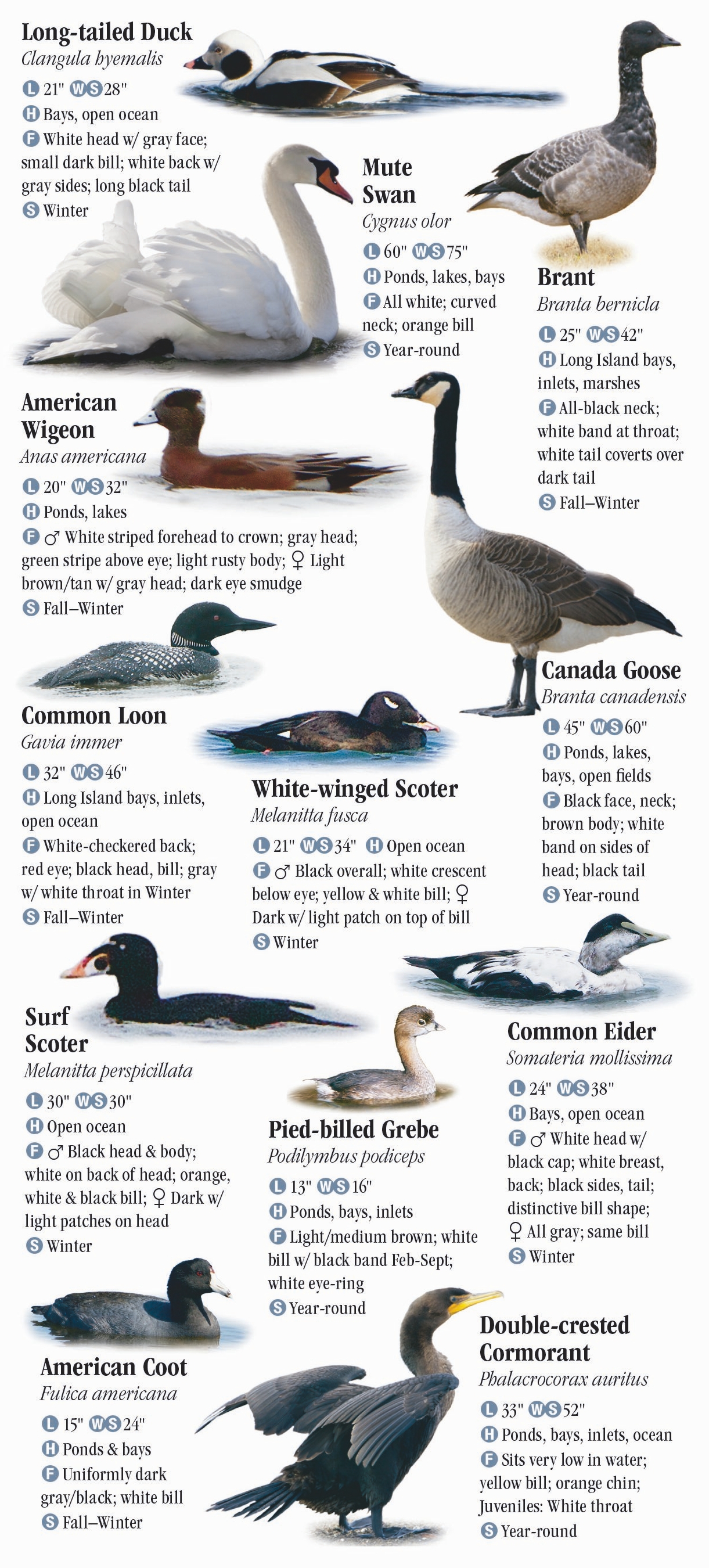 Birds of New York City, including Central Park and Long Island – Quick ...