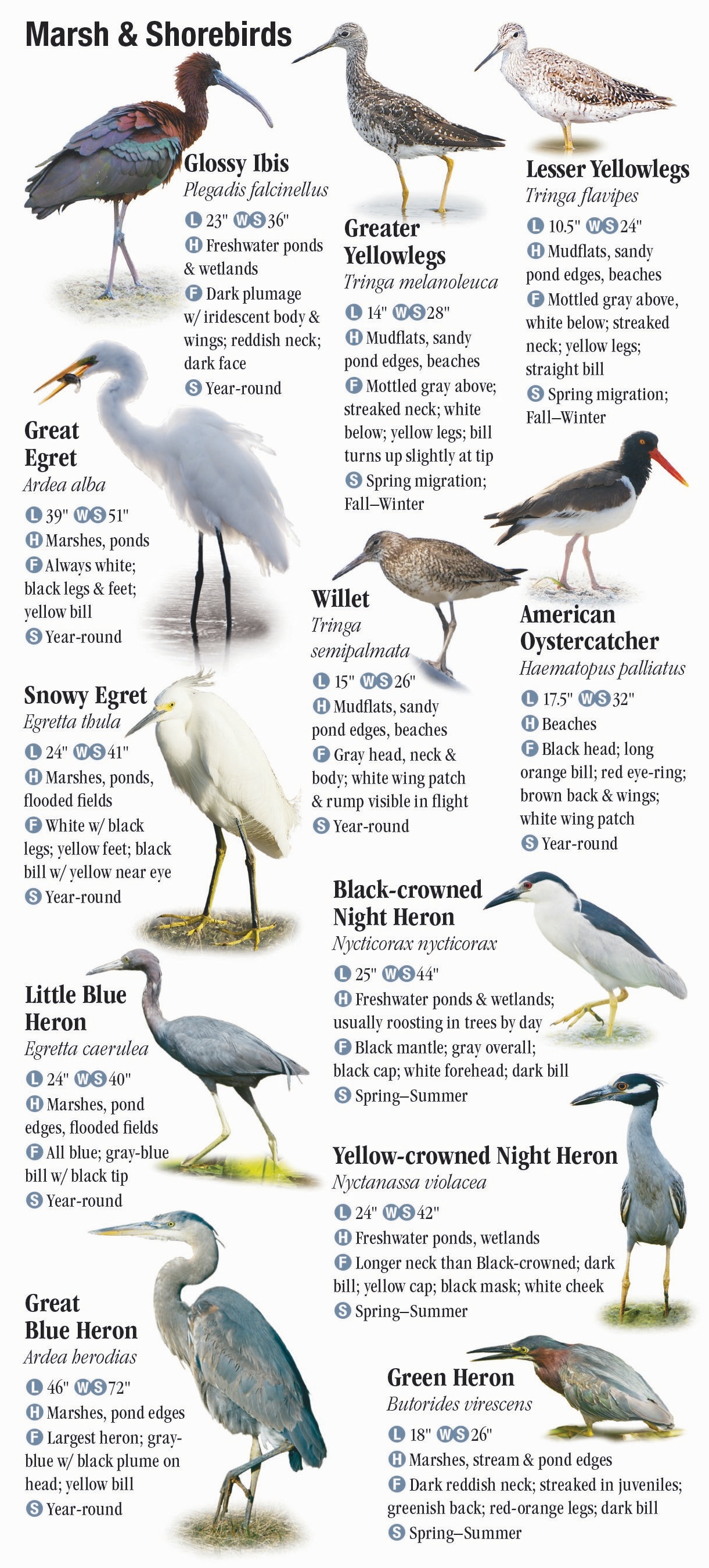 Birds Of New York City, Including Central Park And Long Island – Quick 