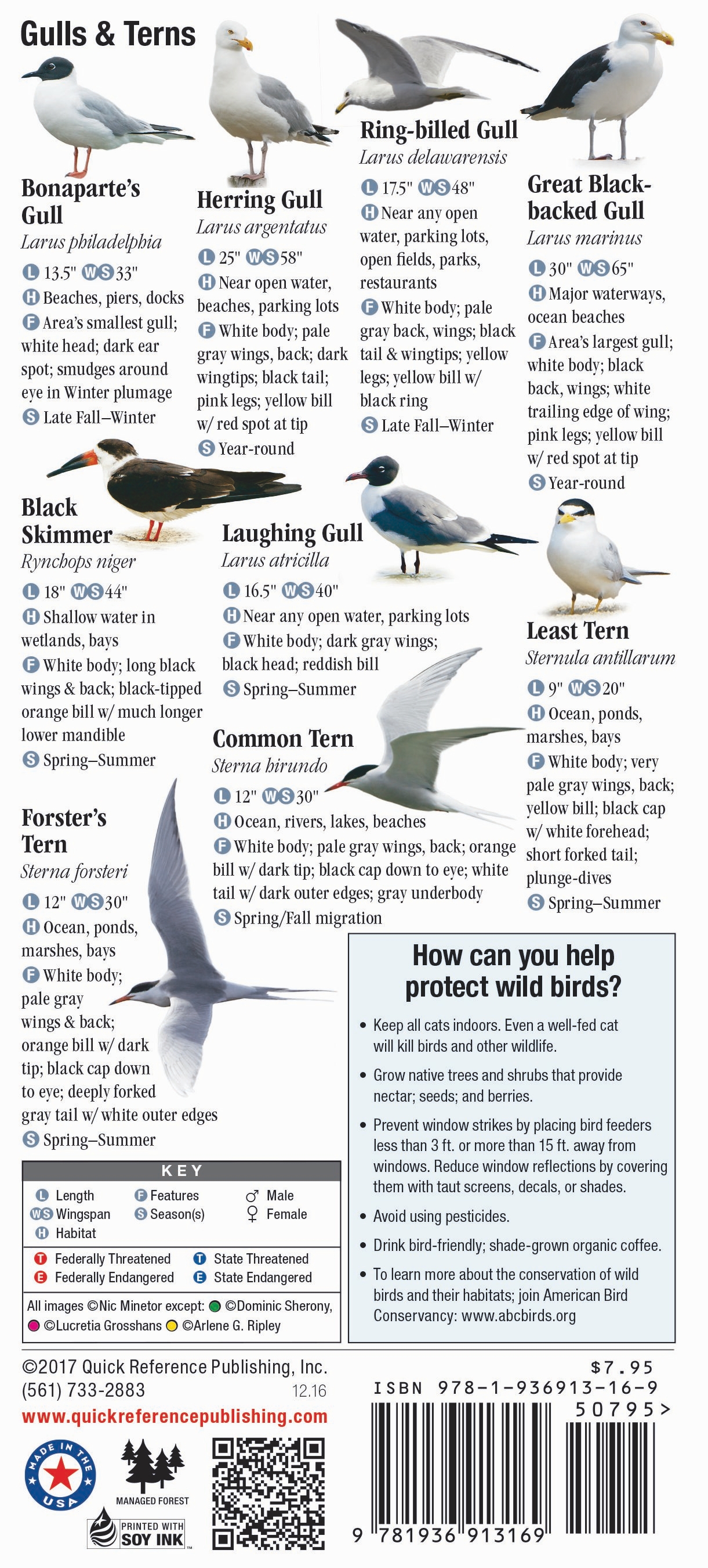 Birds of New York City, including Central Park and Long Island – Quick ...