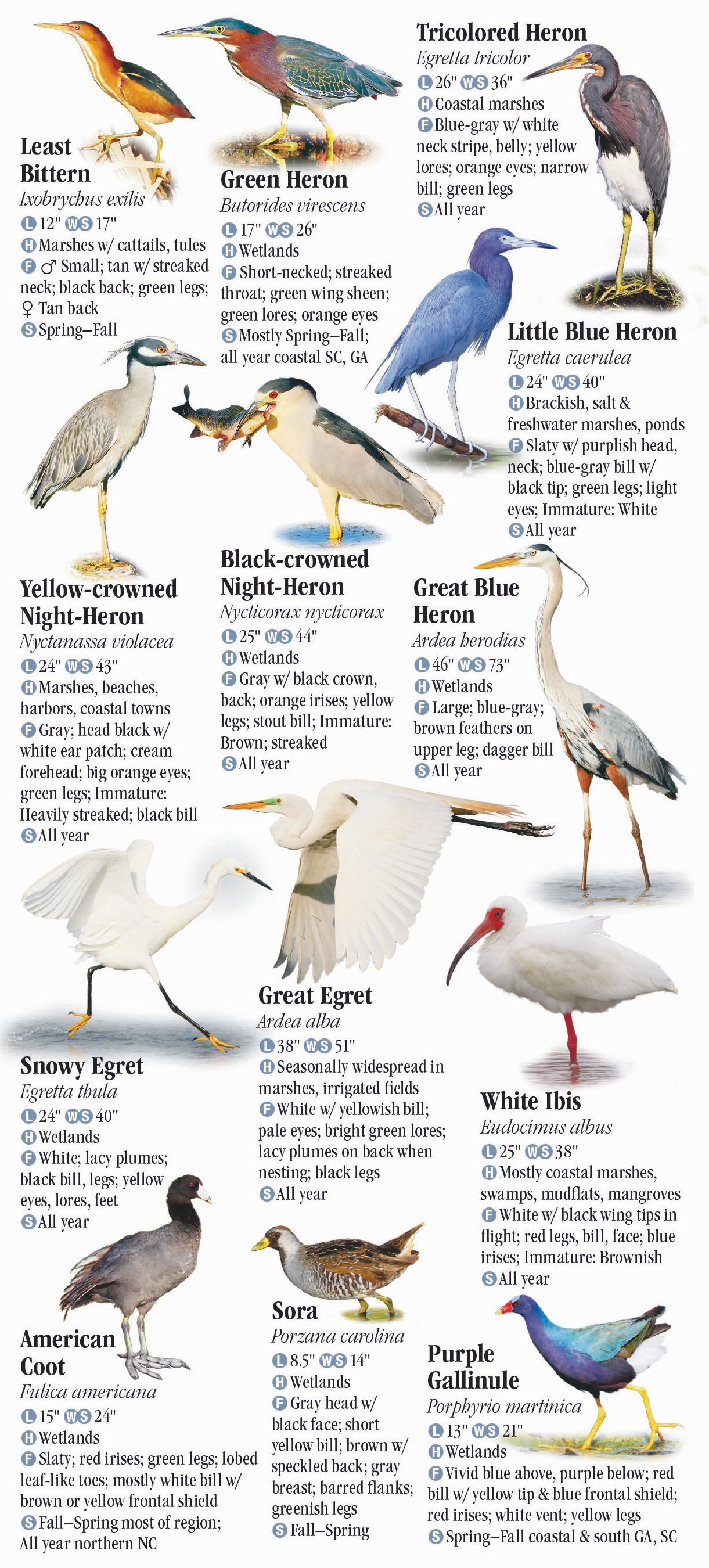 Birds of North Carolina, South Carolina and Georgia – Quick Reference ...