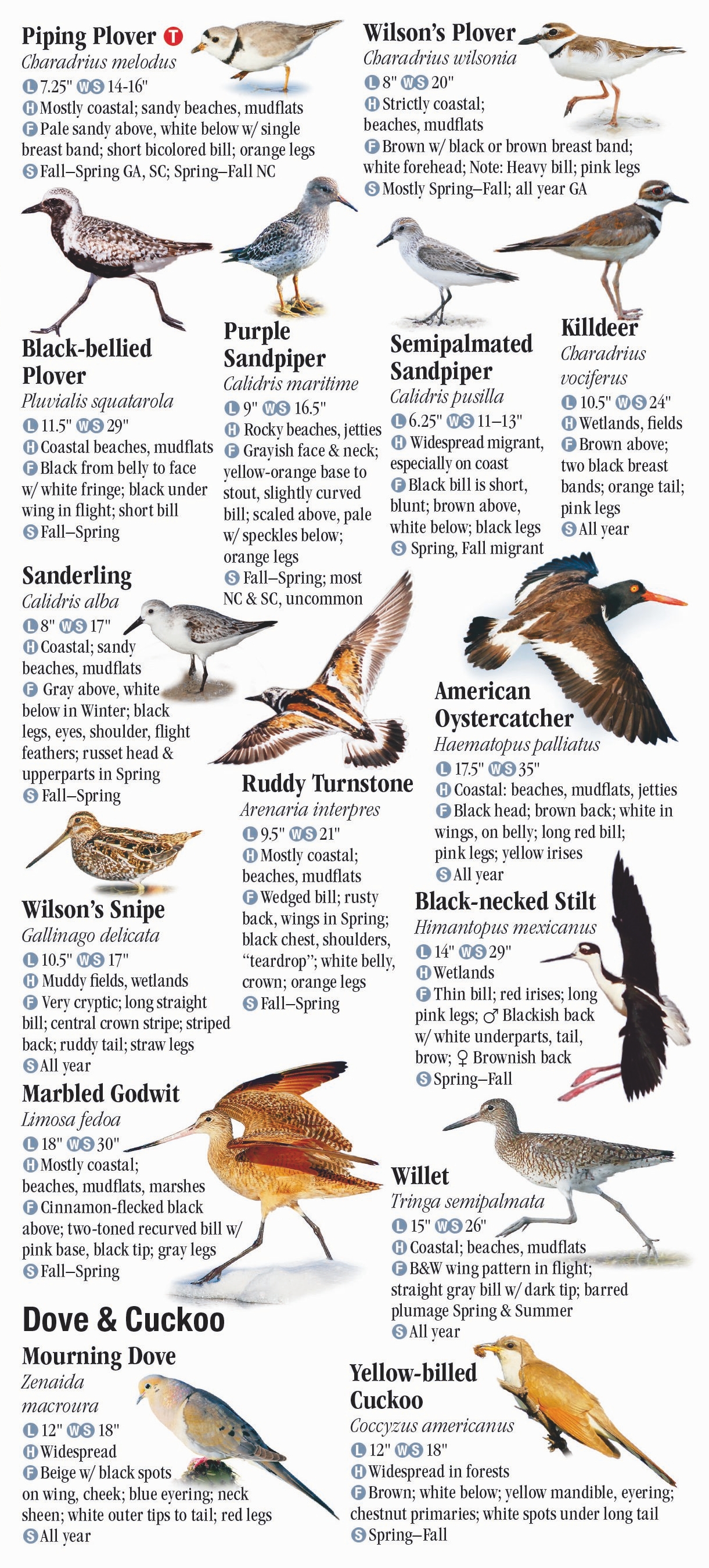 Birds of North Carolina, South Carolina and Georgia – Quick Reference ...