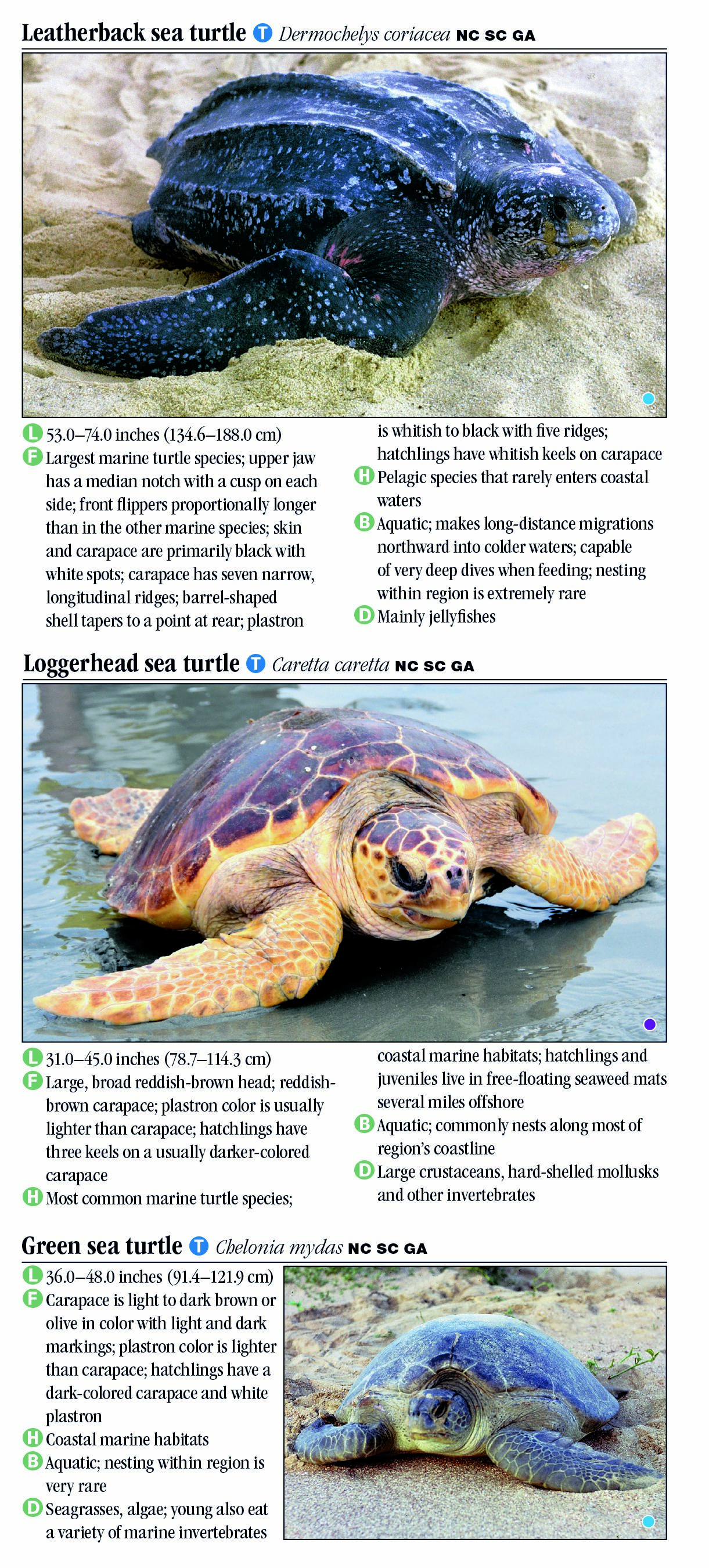 Turtles of North Carolina, South Carolina & Georgia – Quick Reference ...