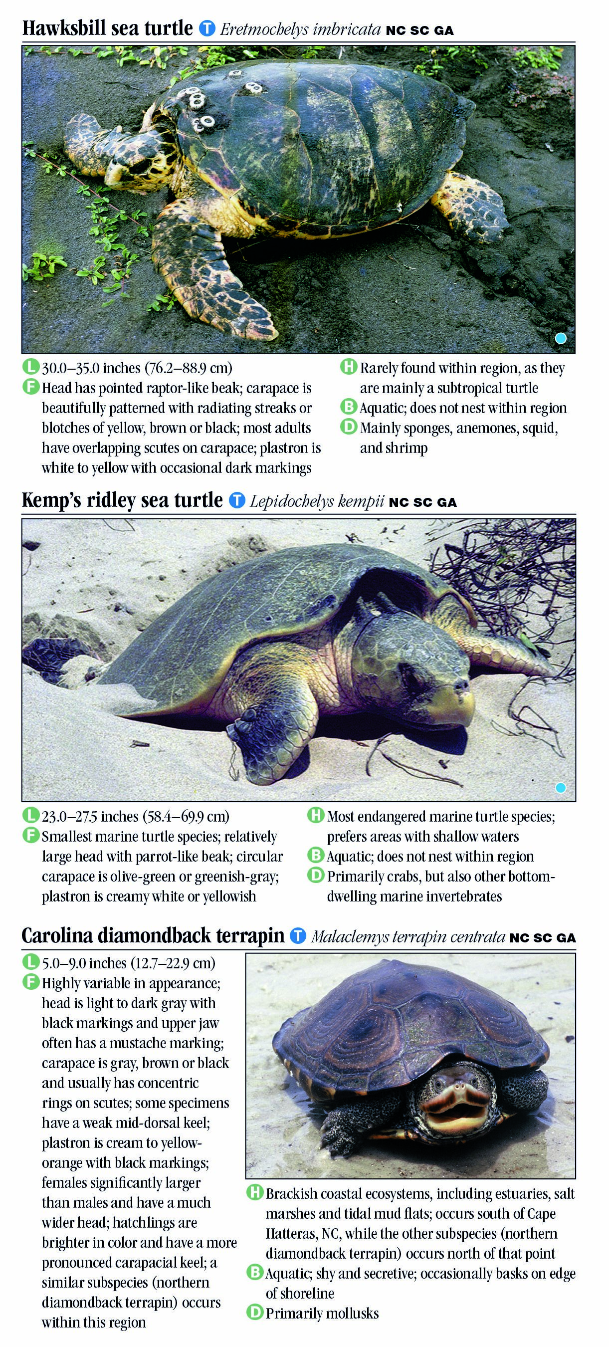 Turtles of North Carolina, South Carolina & Georgia – Quick Reference ...