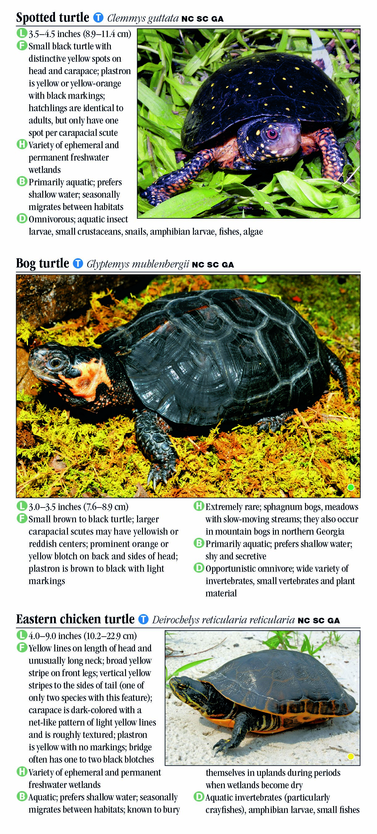 Turtles of North Carolina, South Carolina & Georgia – Quick Reference ...