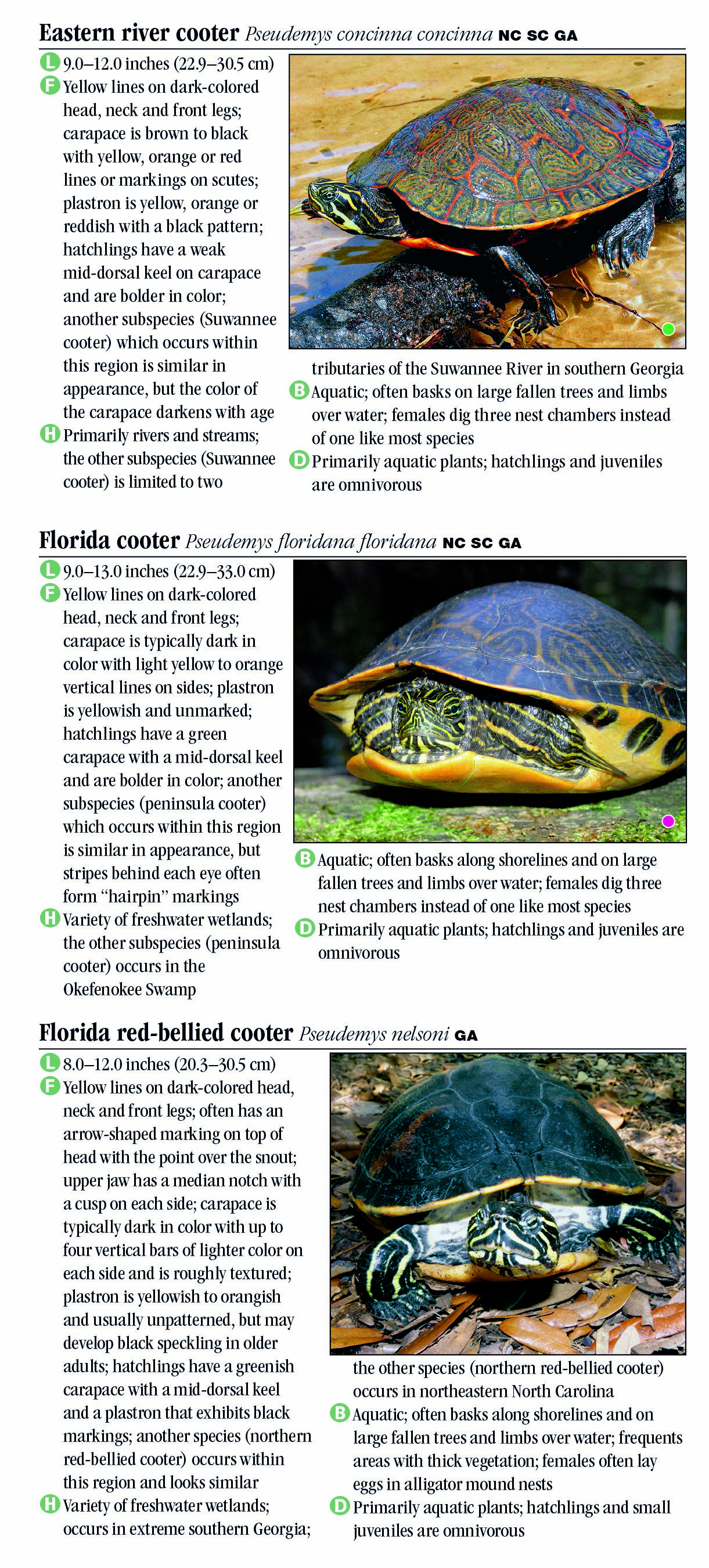 Turtles of North Carolina, South Carolina & Georgia – Quick Reference ...