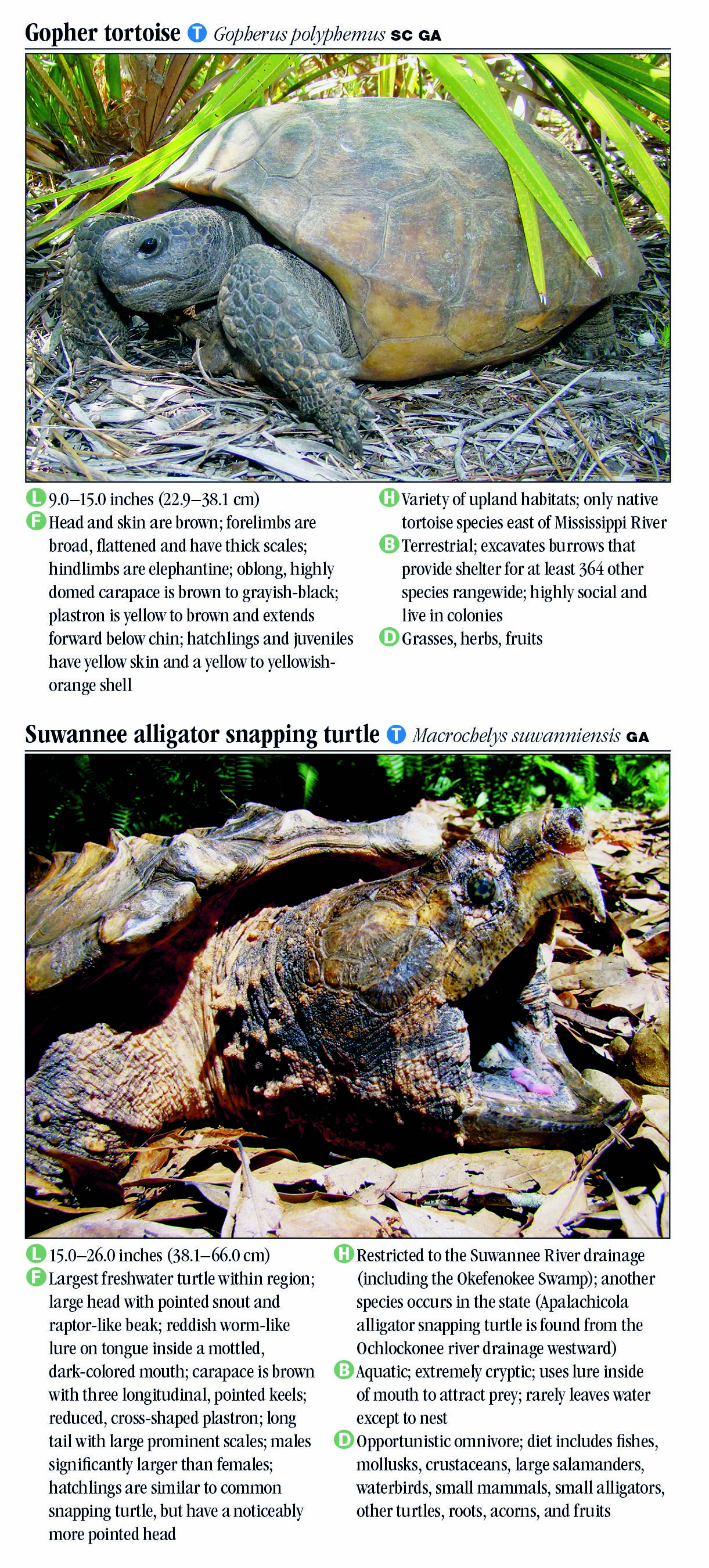 Turtles of North Carolina, South Carolina & Georgia – Quick Reference ...