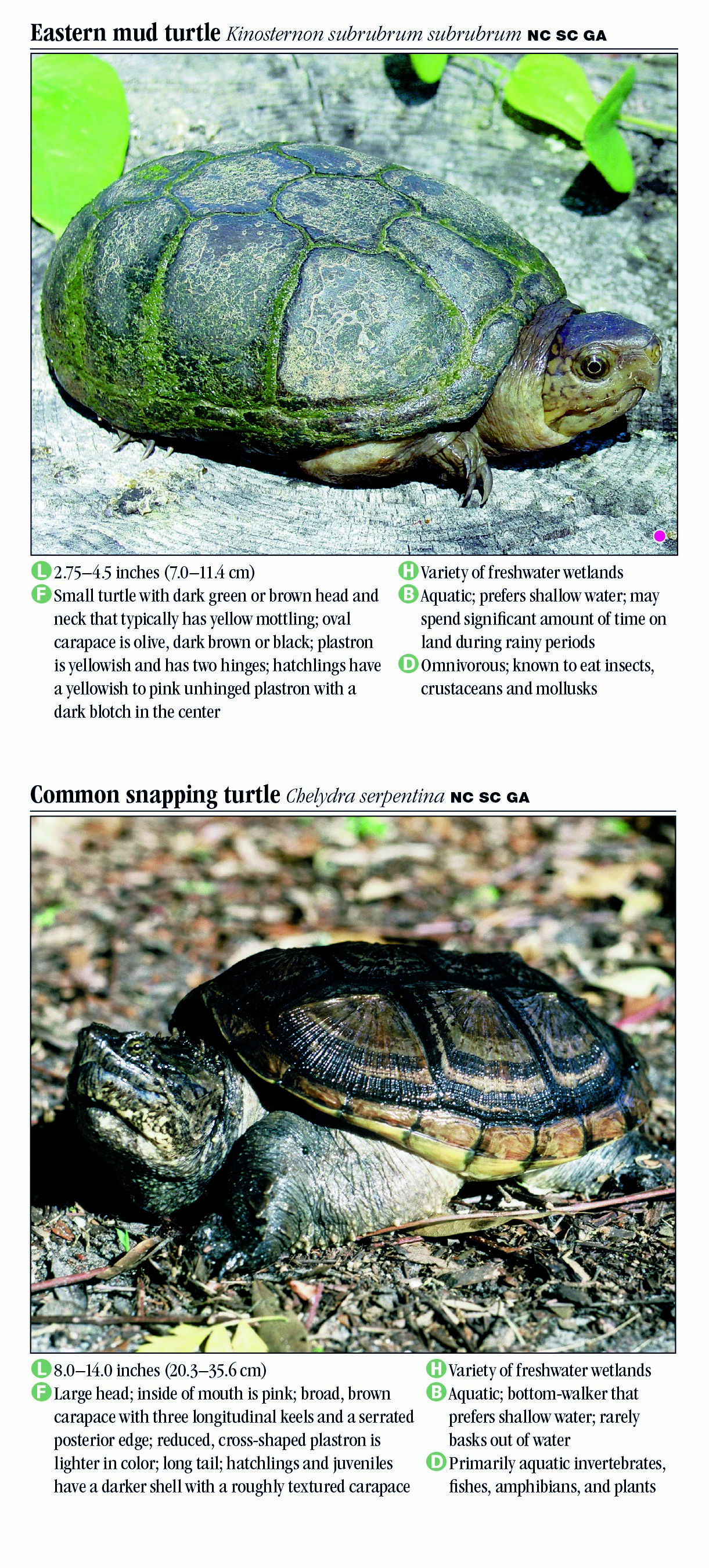 Turtles of North Carolina, South Carolina & Georgia – Quick Reference ...