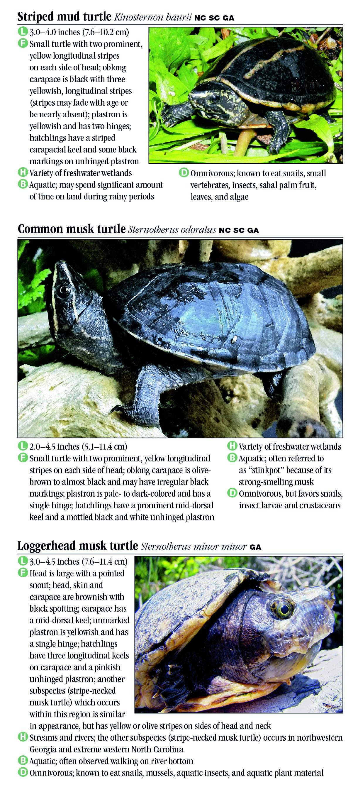 Turtles of North Carolina, South Carolina & Georgia – Quick Reference ...