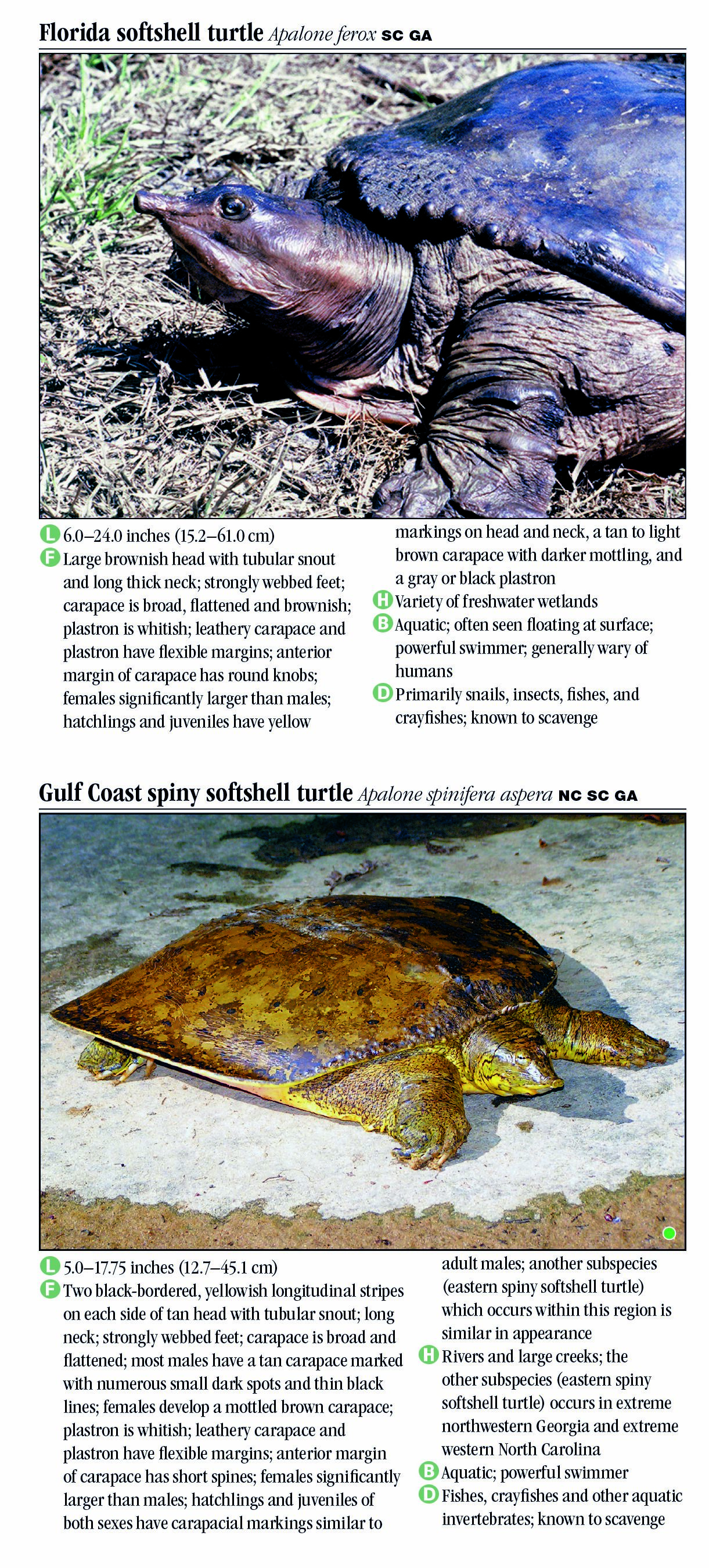 Turtles of North Carolina, South Carolina & Georgia – Quick Reference ...