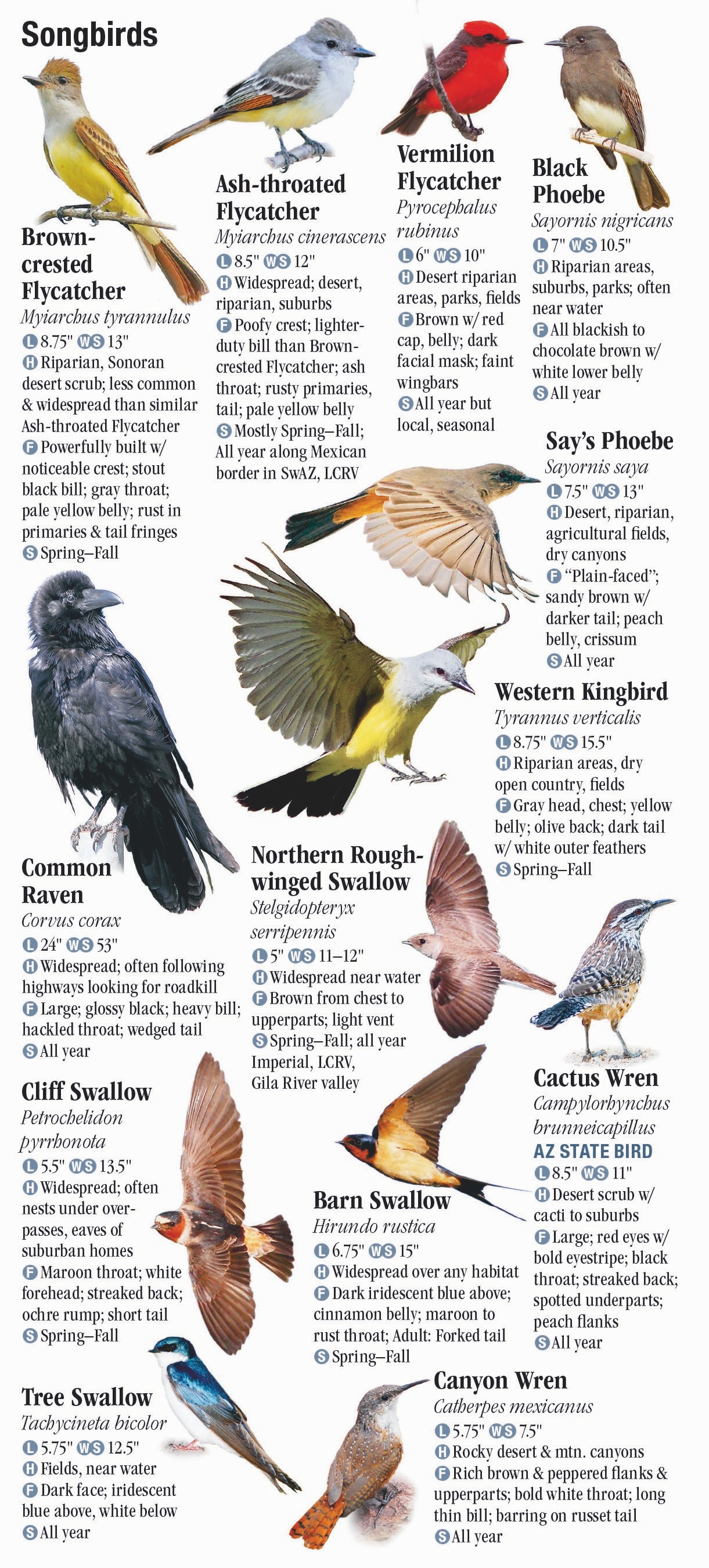 Birds of Southwest Arizona and Southeast California – Quick Reference