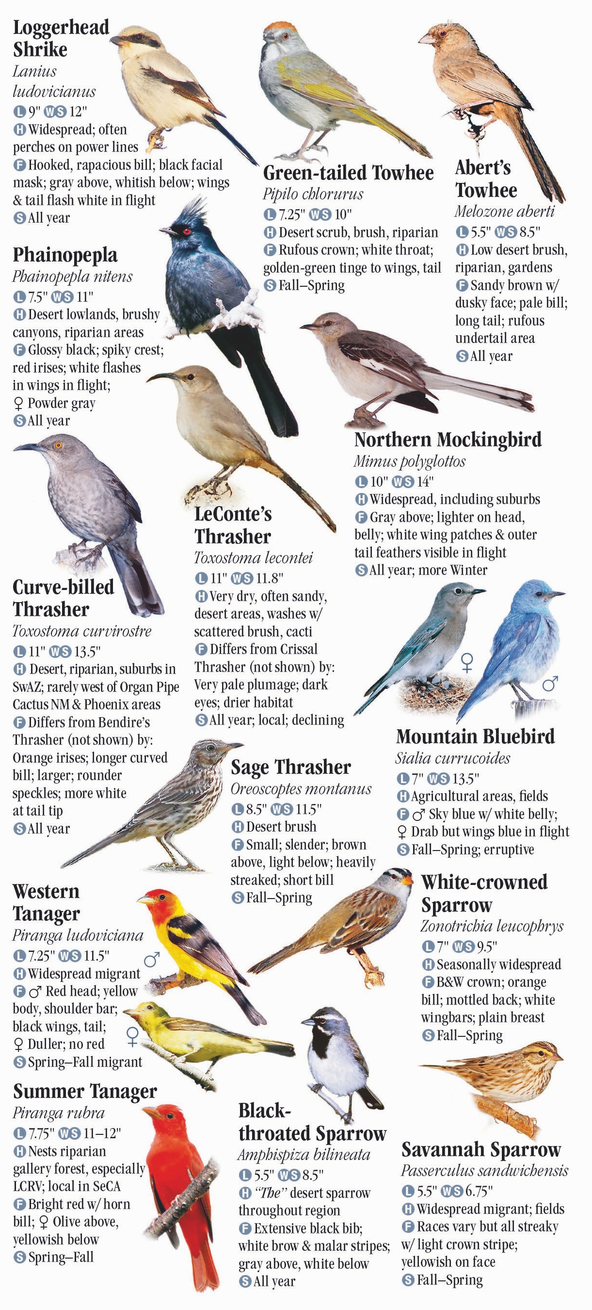 birds-of-southwest-arizona-and-southeast-california-quick-reference