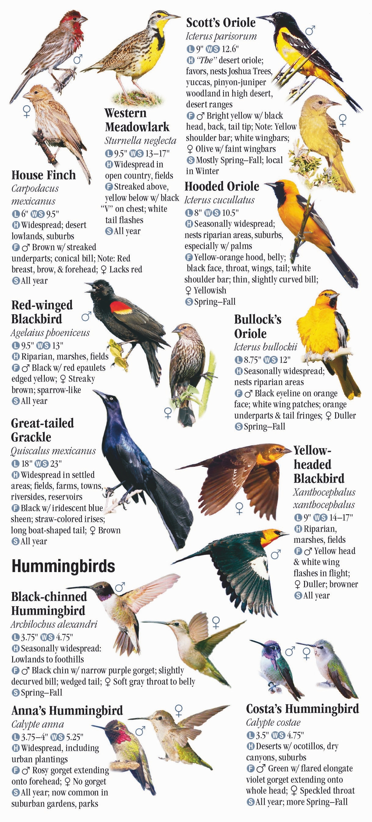 Birds of Southwest Arizona and Southeast California – Quick Reference