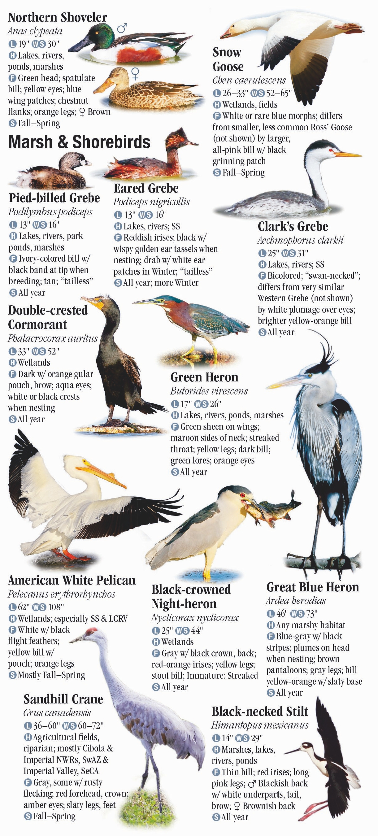 Birds of Southwest Arizona and Southeast California – Quick Reference ...