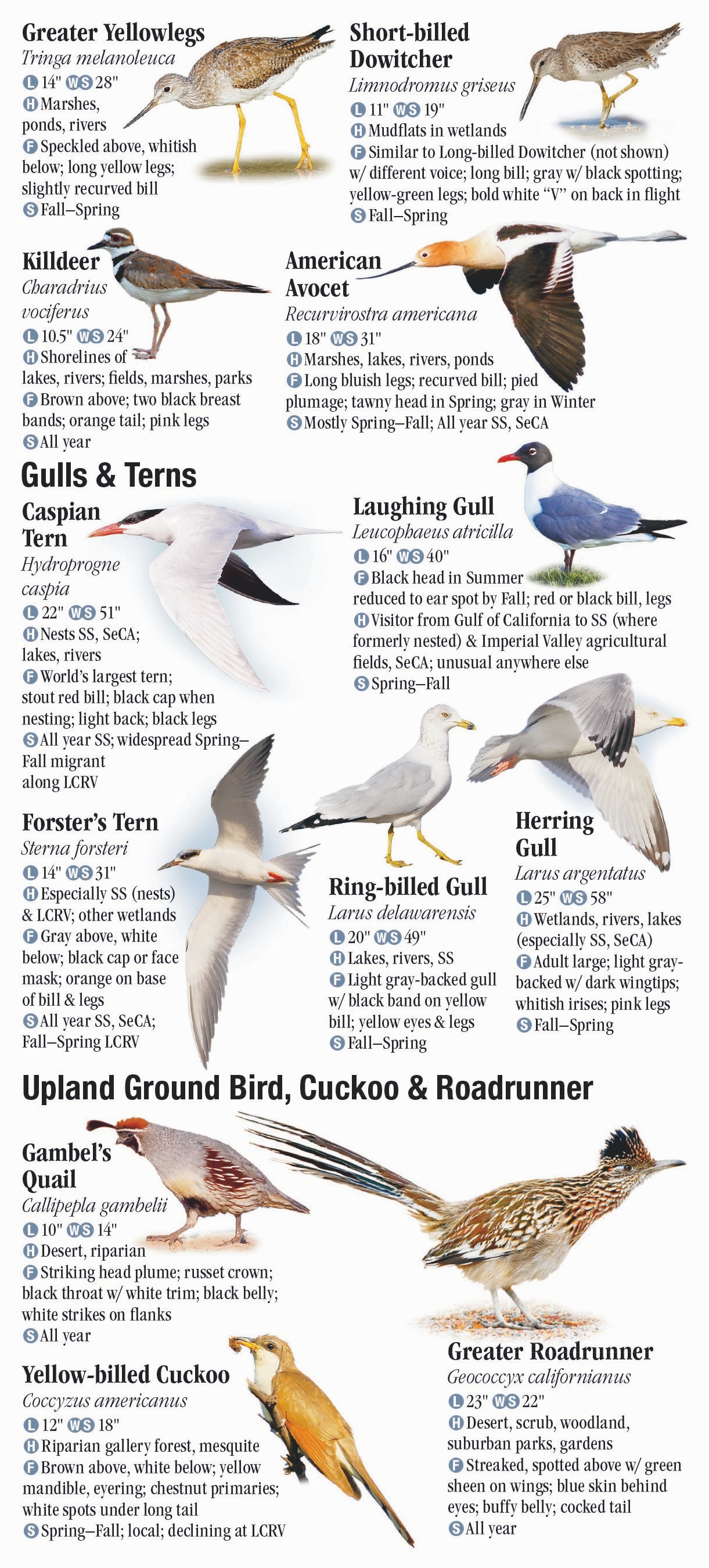 Birds of Southwest Arizona and Southeast California – Quick Reference ...