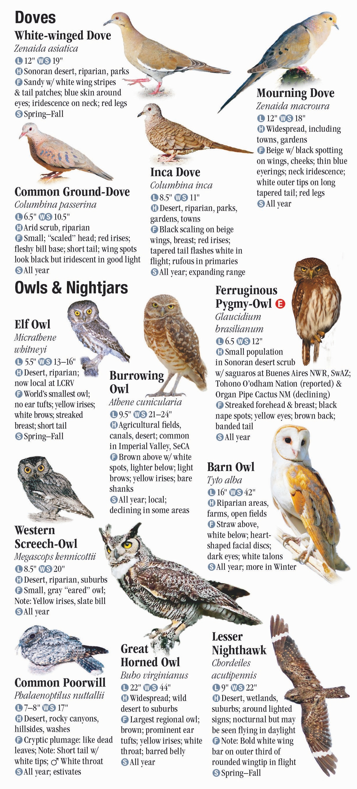 Birds of Southwest Arizona and Southeast California – Quick Reference