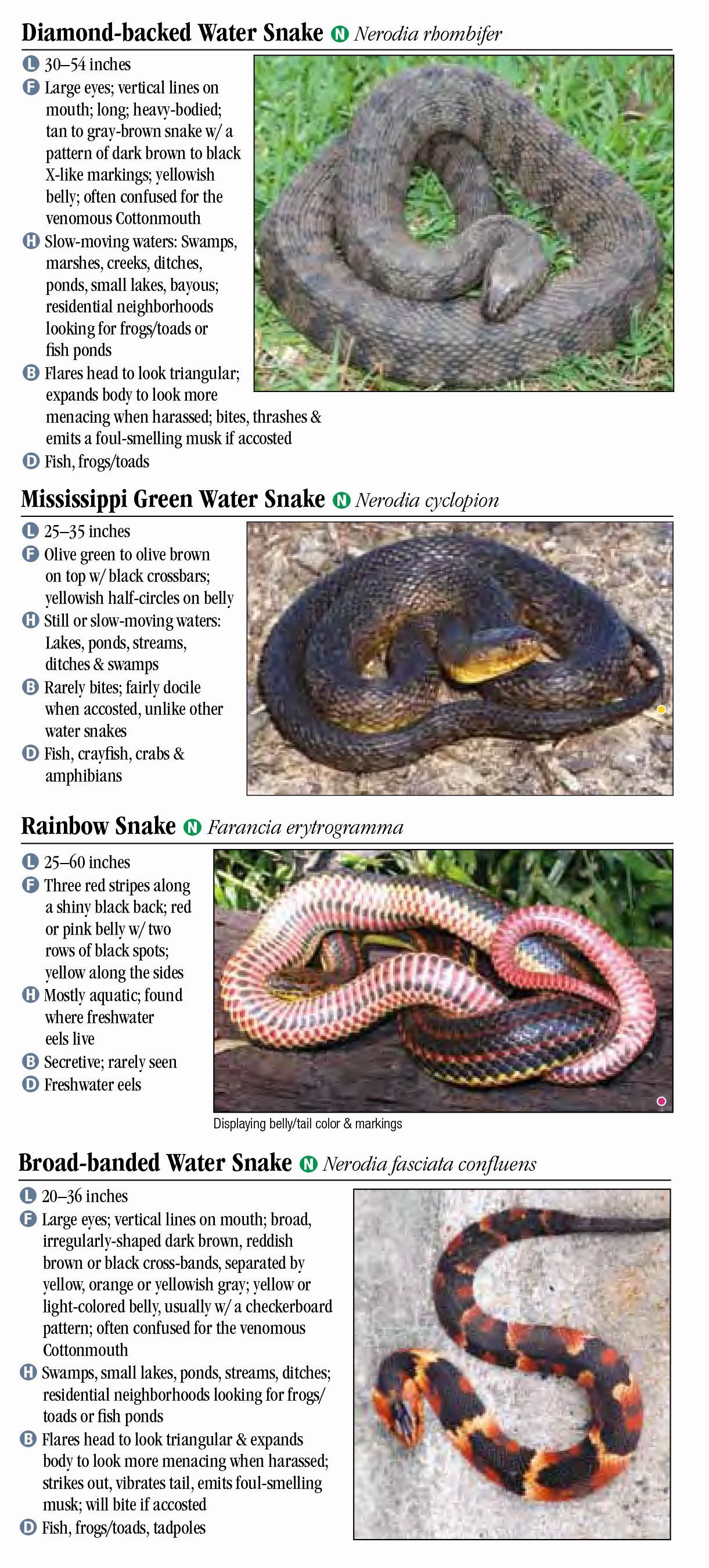 Louisiana Snakes Identification Chart