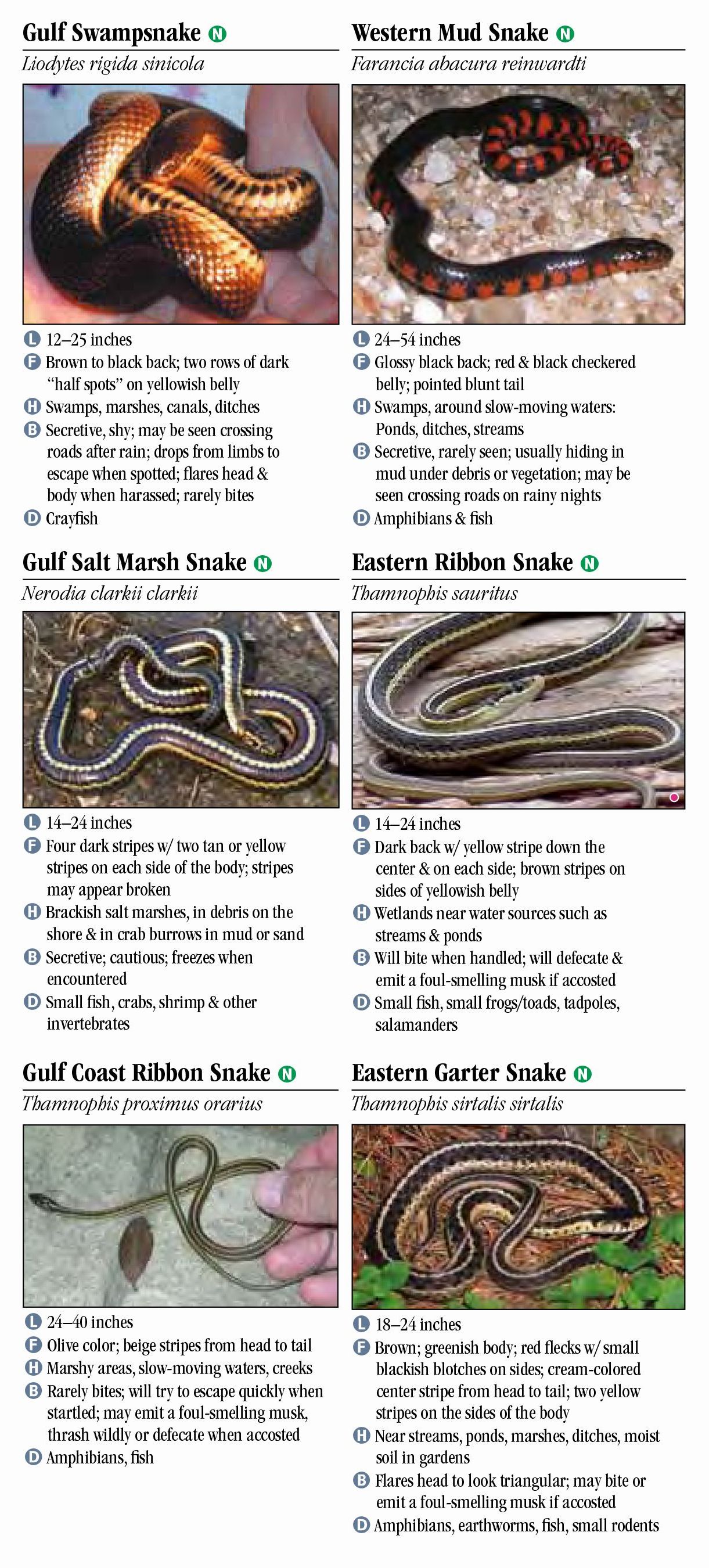 Snakes Of Louisiana – Quick Reference Publishing Retail