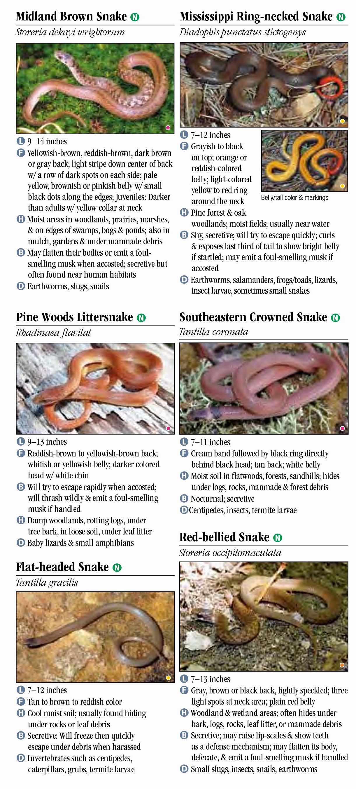 Snakes of Louisiana – Quick Reference Publishing Retail