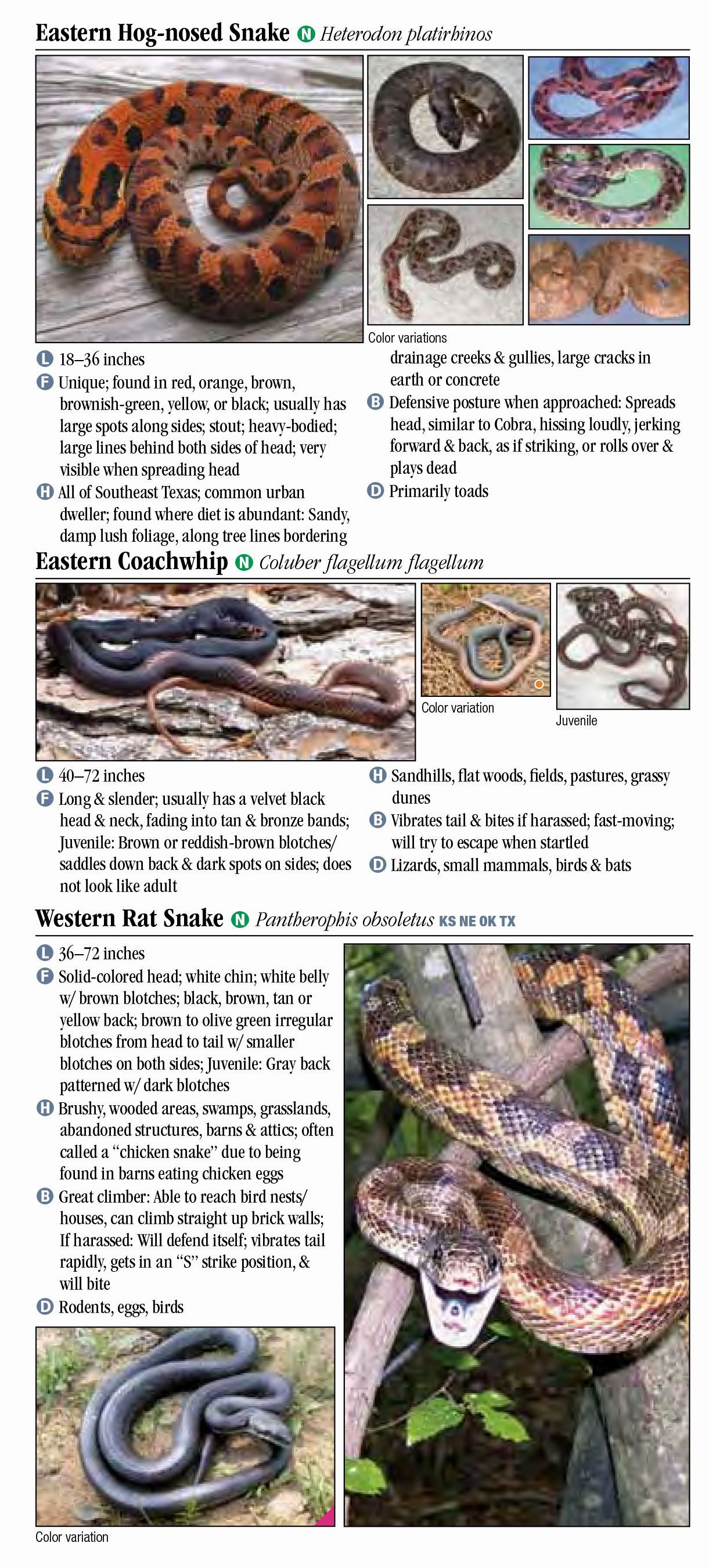 Snakes of Louisiana – Quick Reference Publishing Retail