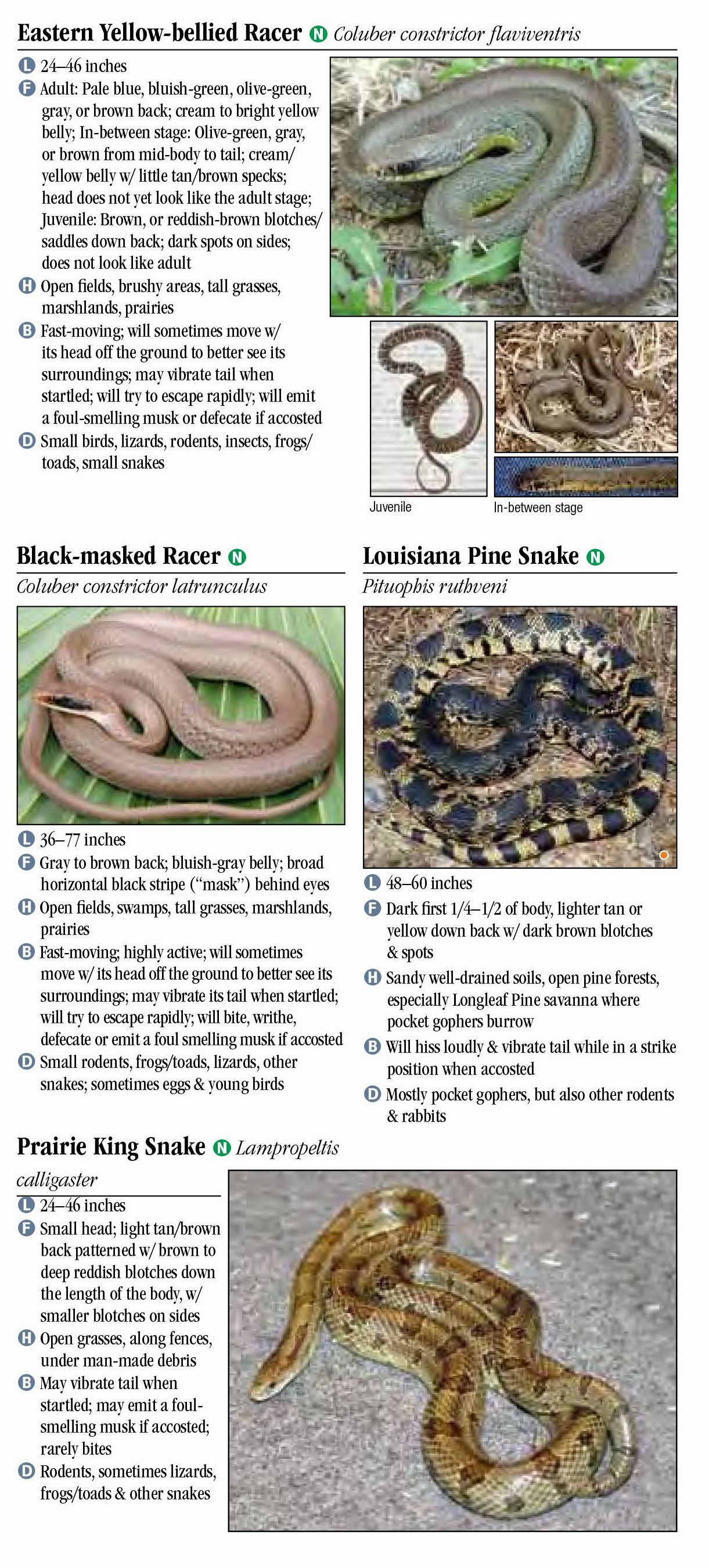 Poisonous Louisiana Snakes Identification Chart