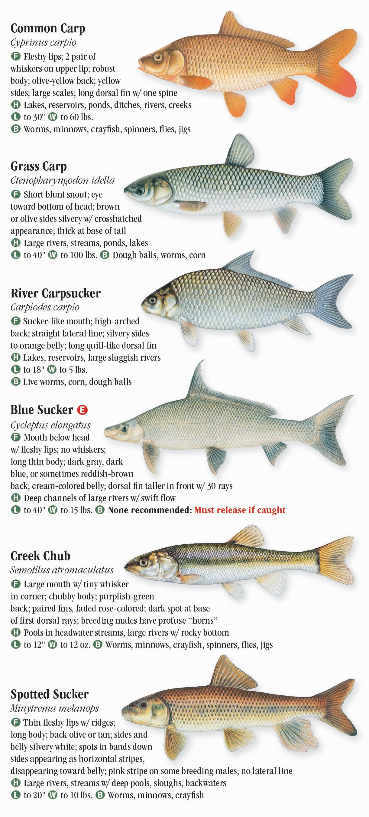 Freshwater Fishes of Louisiana – Quick Reference Publishing Retail