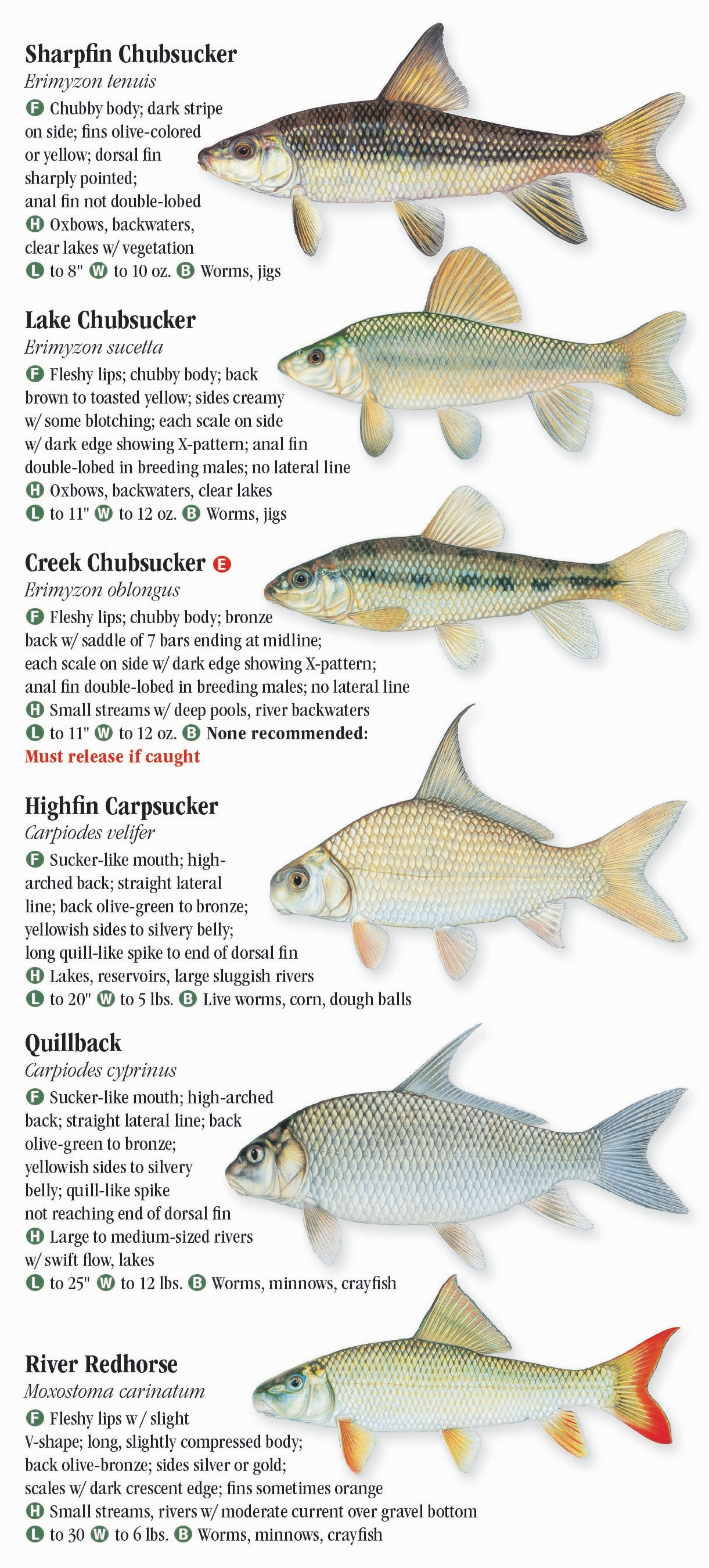 Freshwater Fishes of Louisiana – Quick Reference Publishing Retail