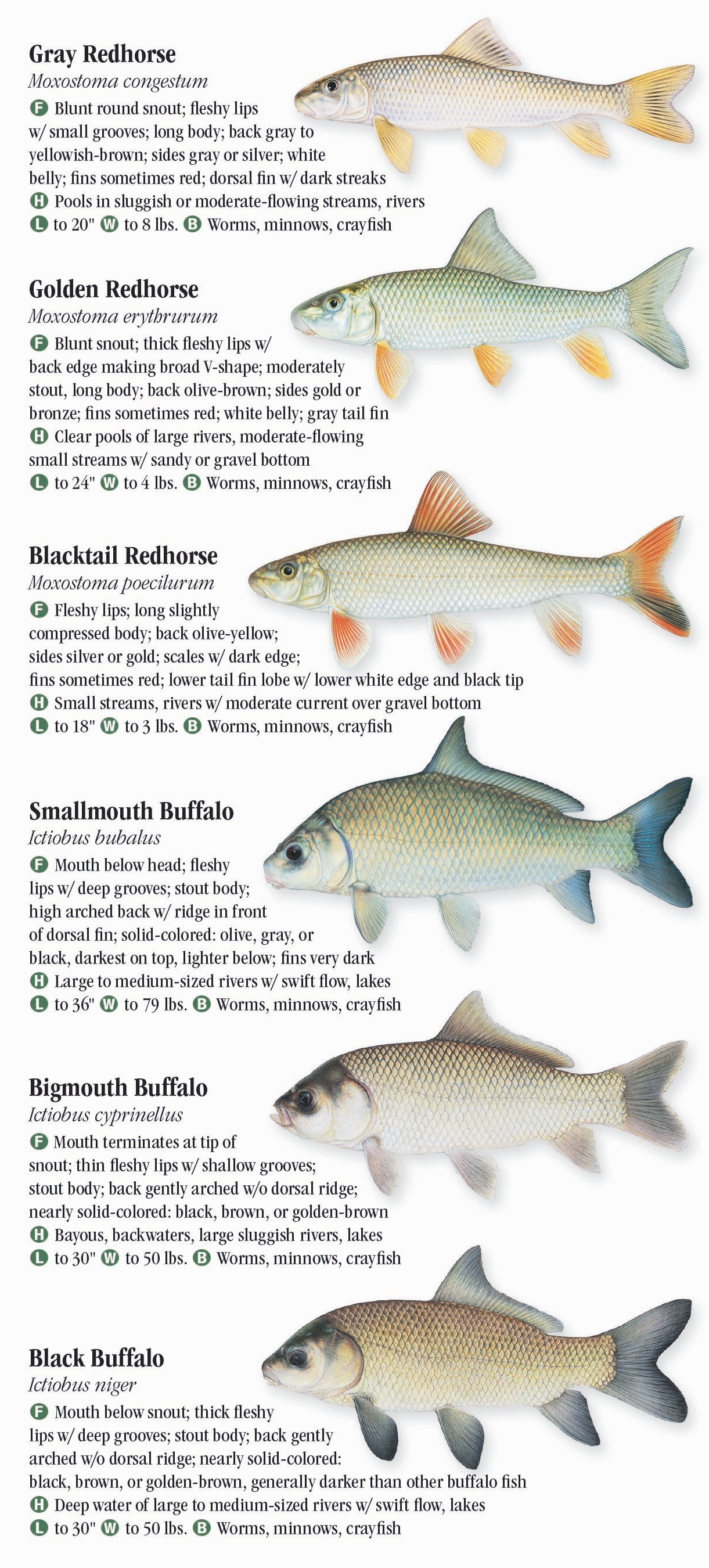 Freshwater Fishes of Louisiana – Quick Reference Publishing Retail