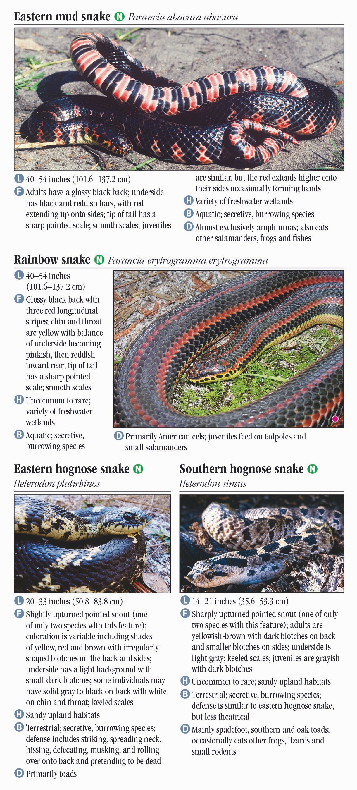 Snakes of North Florida, Including the Panhandle – Quick Reference ...