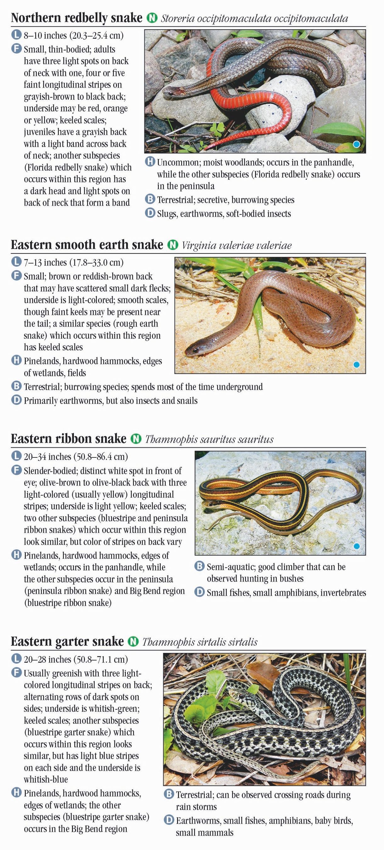 Common Florida Snakes Identification Chart