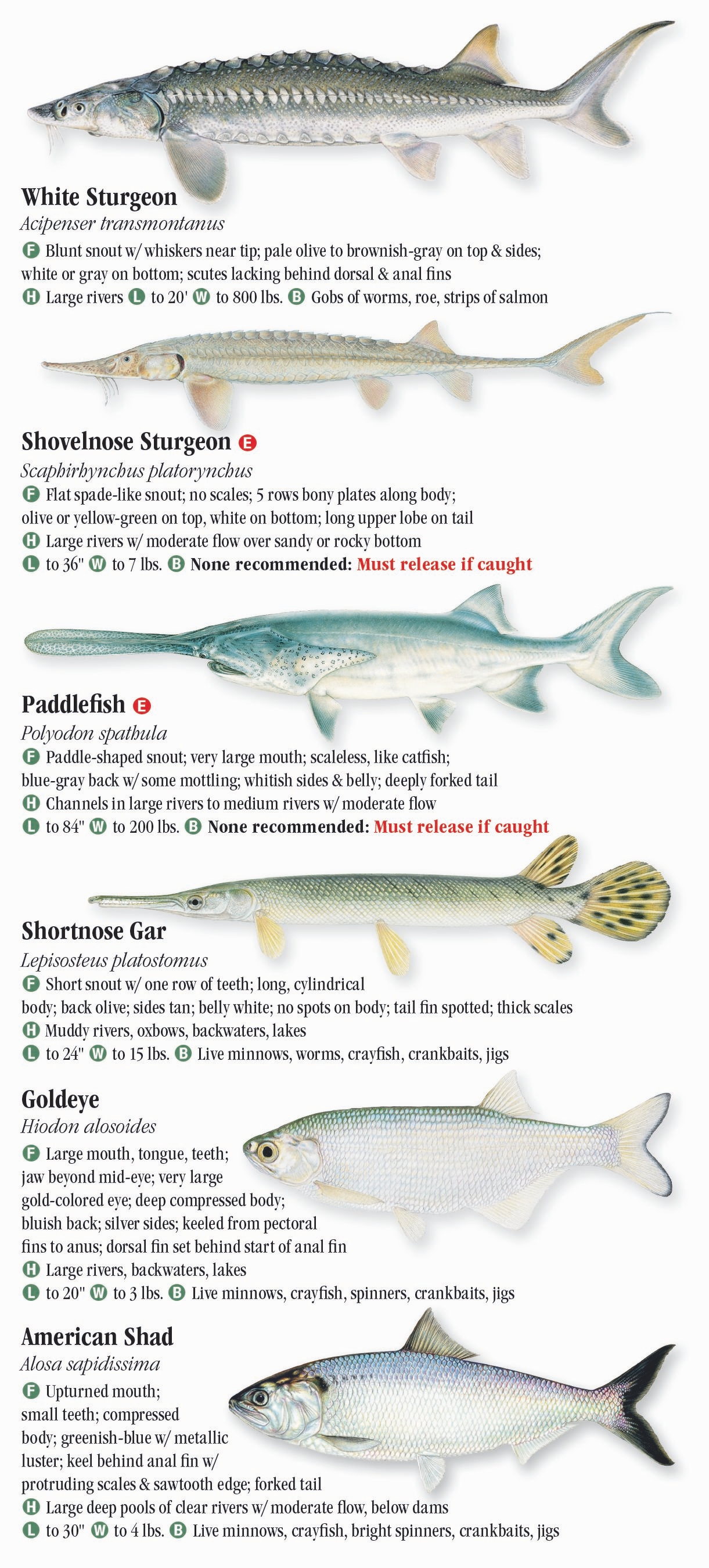 Freshwater Fishes of the Northern Rocky Mountains – Quick Reference ...