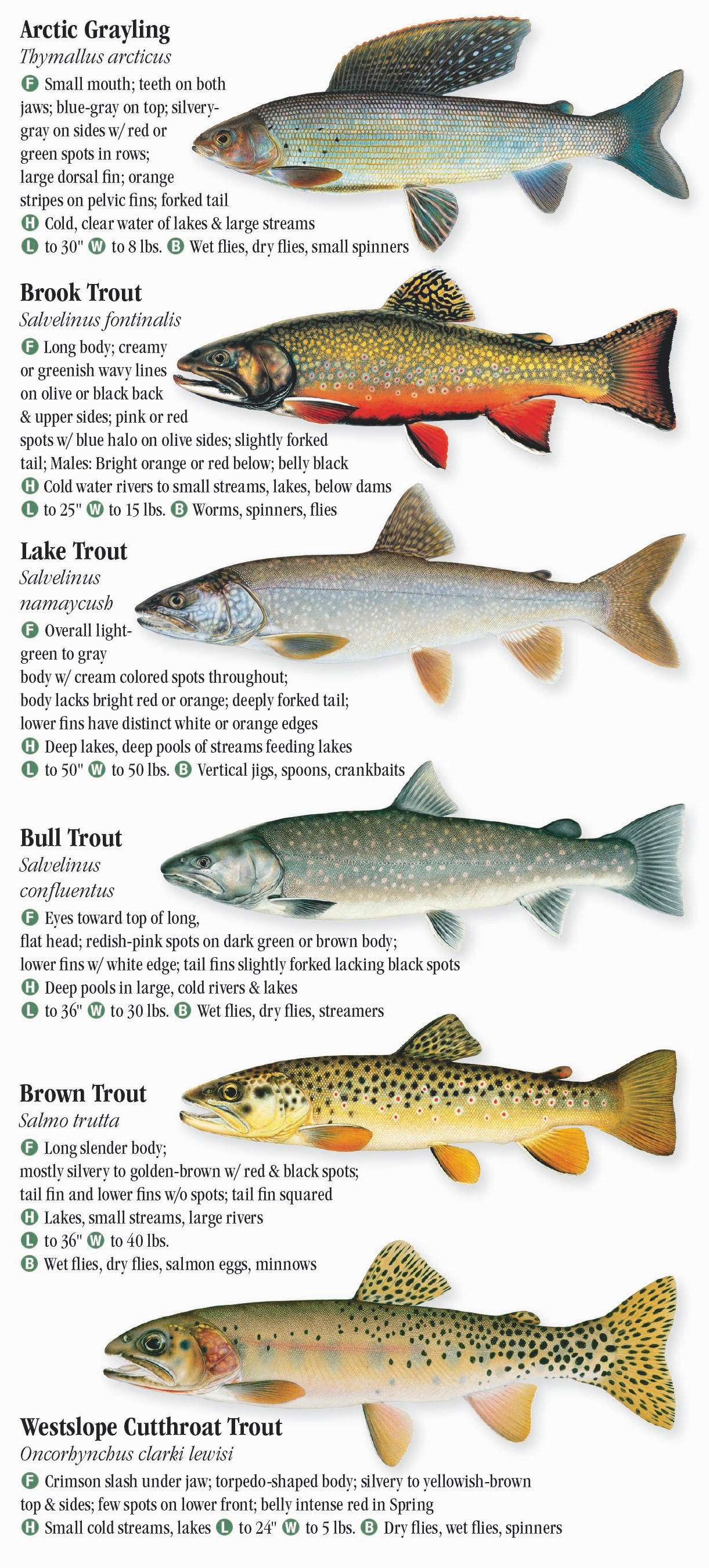 Freshwater Fishes of the Northern Rocky Mountains – Quick Reference ...