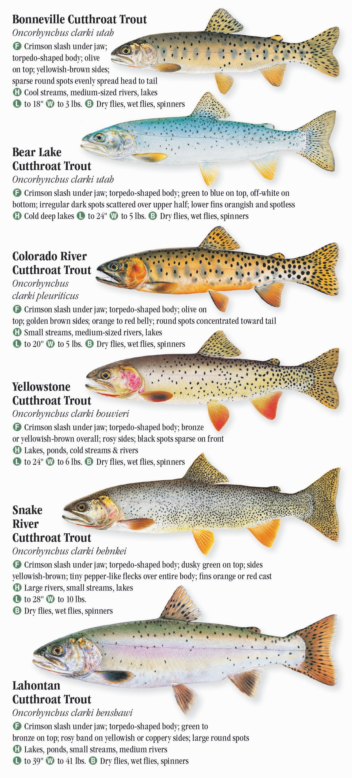 Freshwater Fishes of the Northern Rocky Mountains – Quick Reference ...