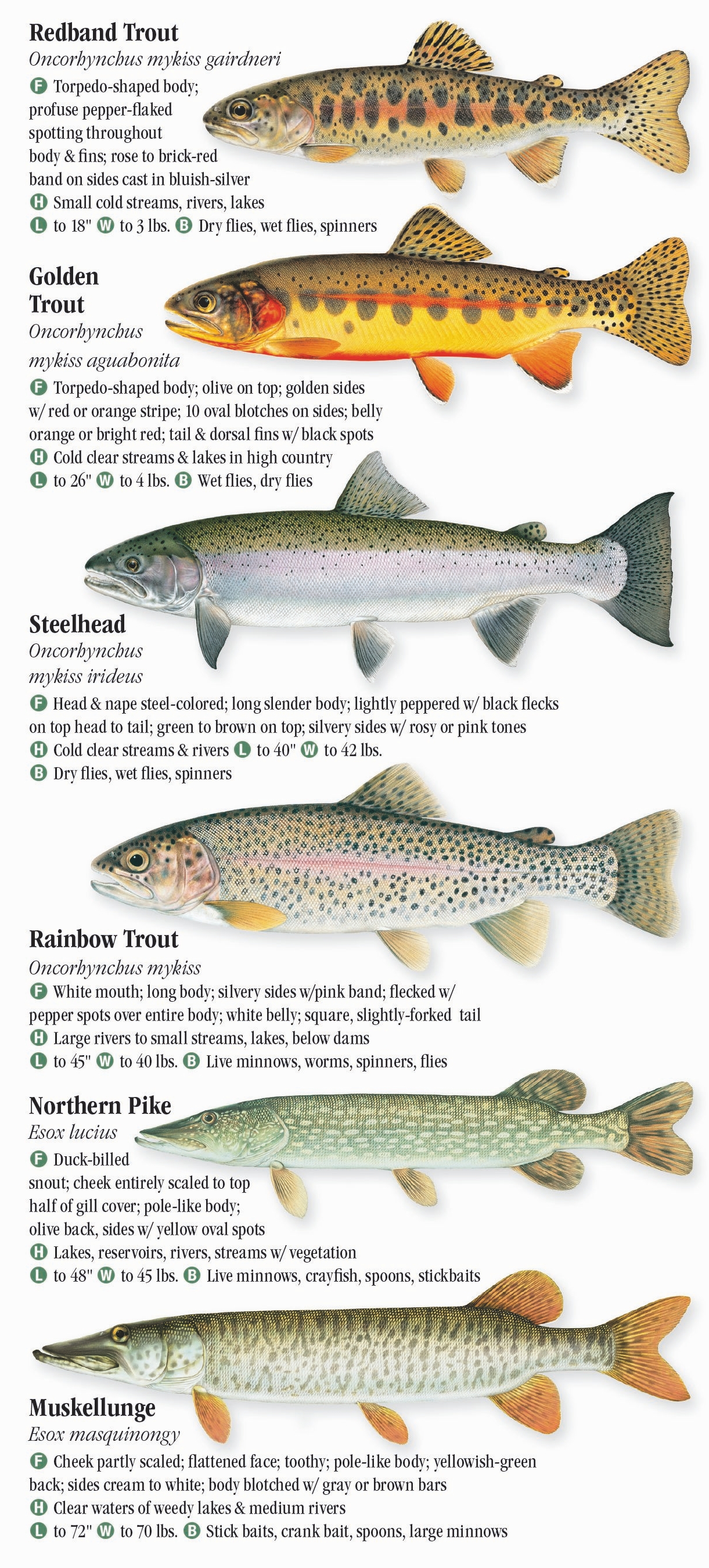 Freshwater Fishes of the Northern Rocky Mountains – Quick Reference ...