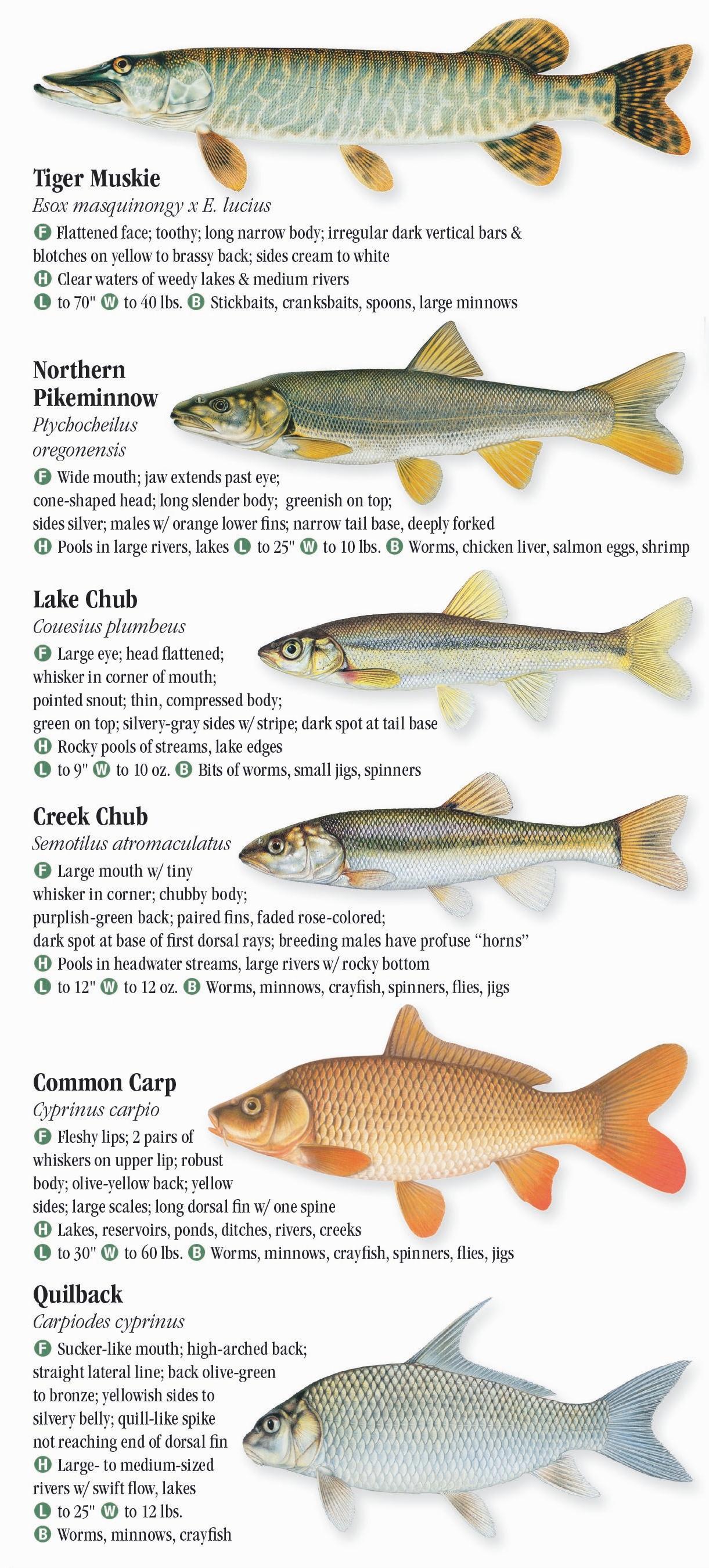 Freshwater Fishes of the Northern Rocky Mountains – Quick Reference ...