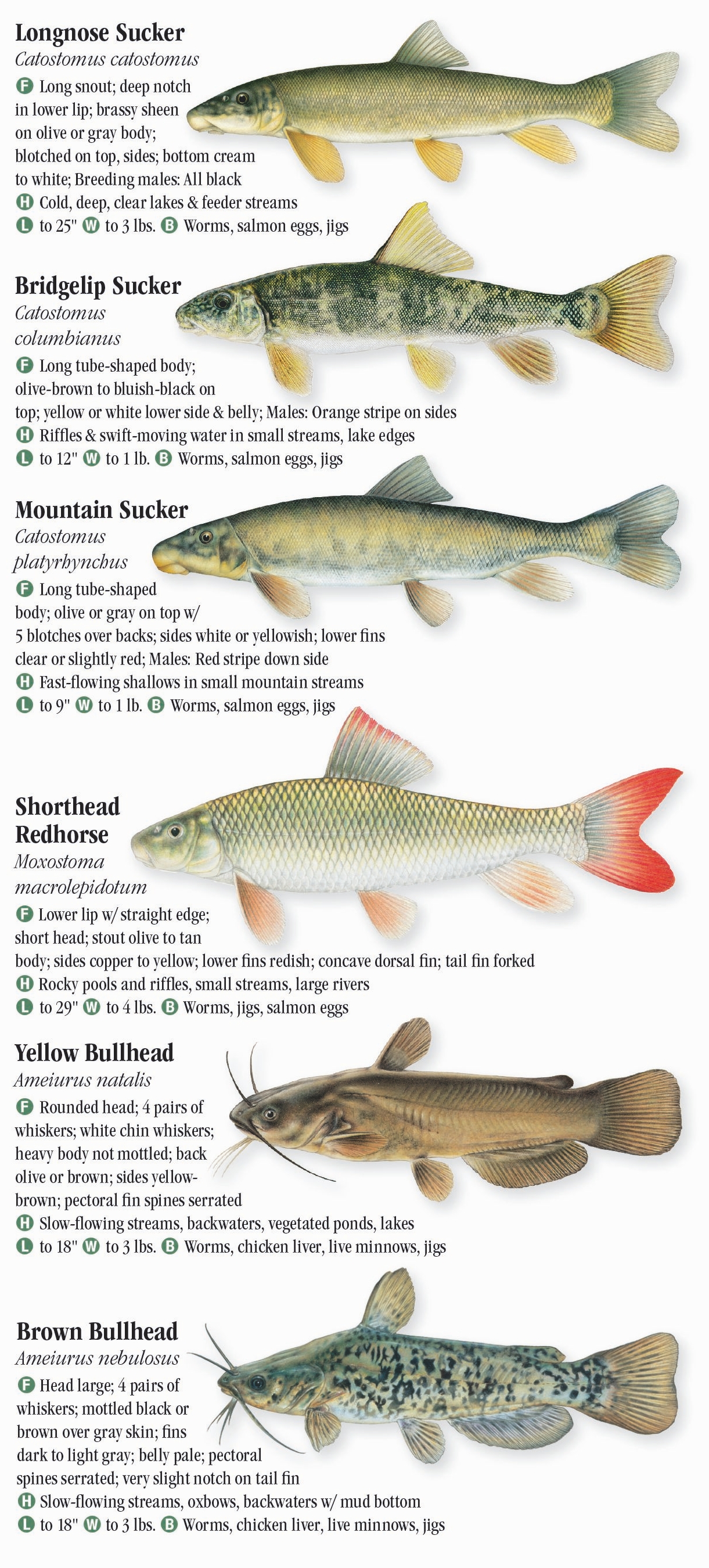 Freshwater Fishes of the Northern Rocky Mountains – Quick Reference ...