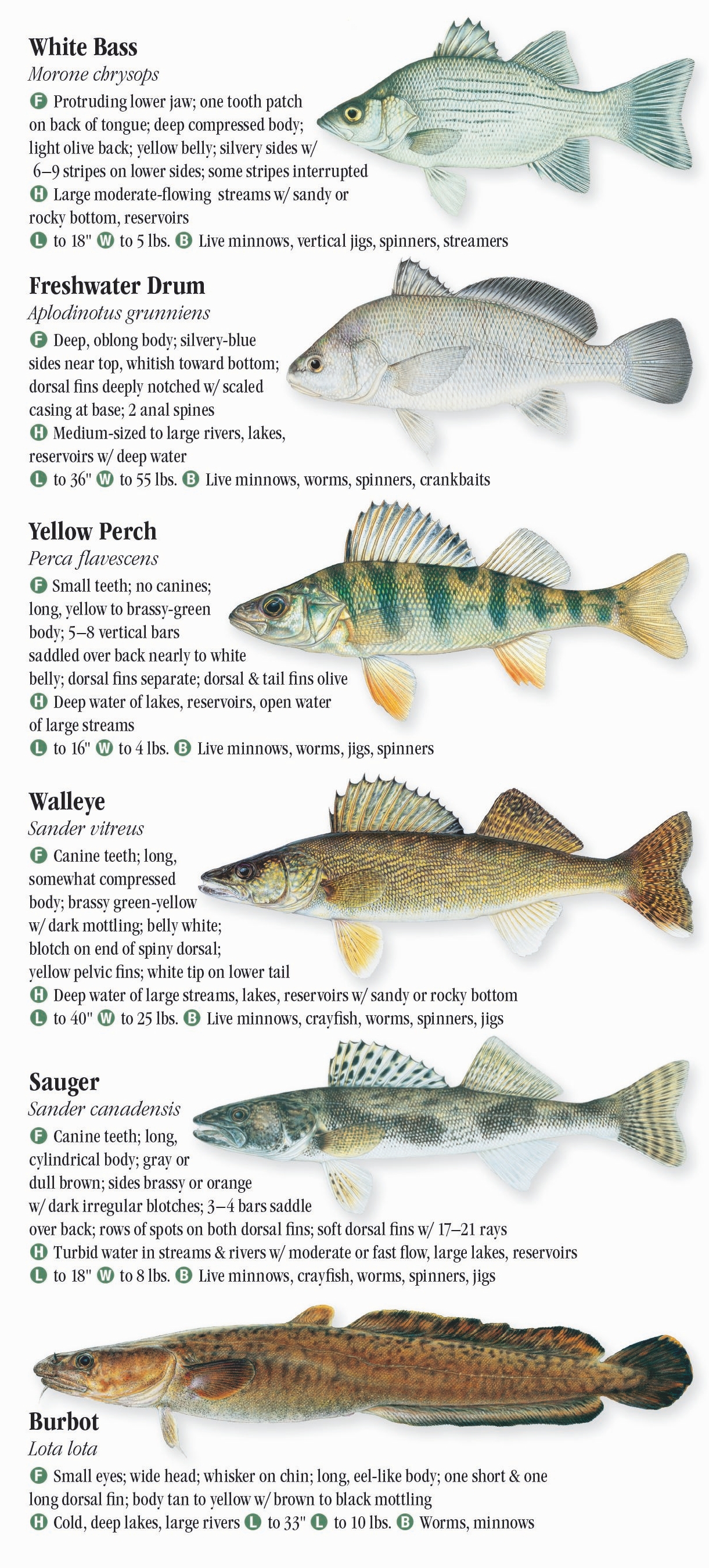 Freshwater Fishes of the Northern Rocky Mountains – Quick Reference ...