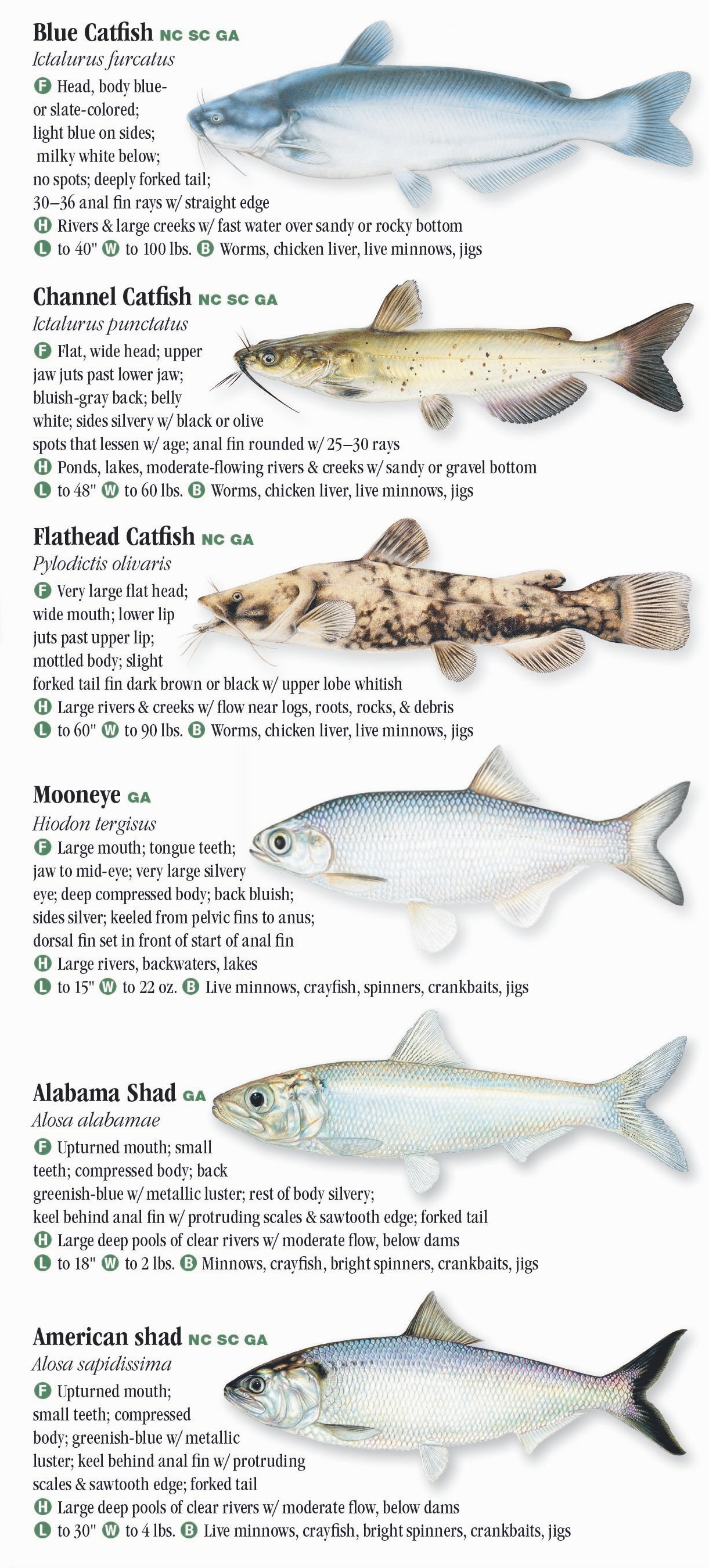 North Carolina Fish Chart