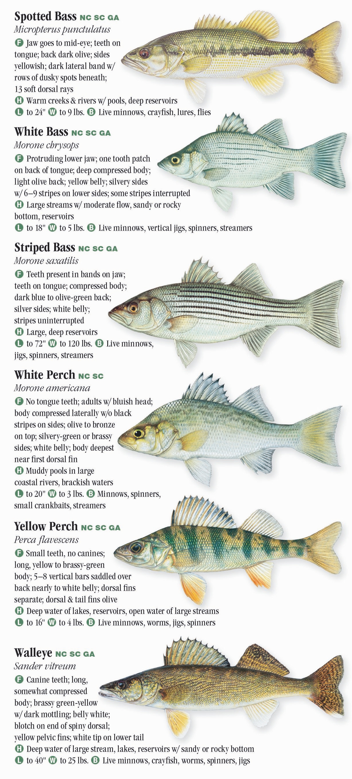 Freshwater Fish Identification Fishing Regulations Guide My