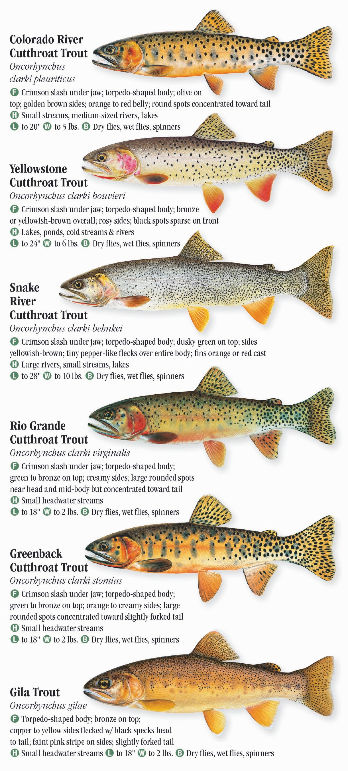 Freshwater Fishes of the Southern Rocky Mountains – Quick Reference ...