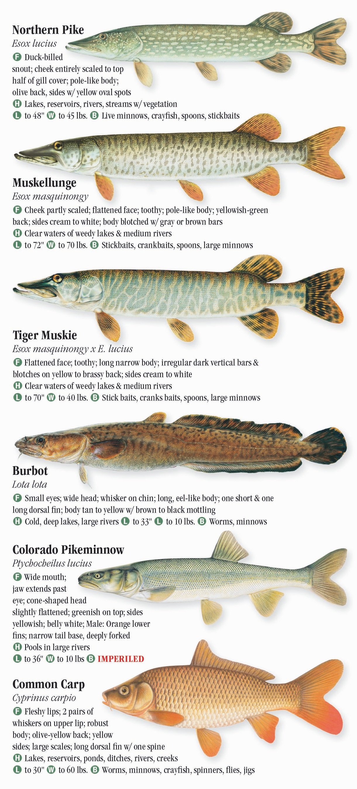 Freshwater Fishes of the Southern Rocky Mountains – Quick Reference ...